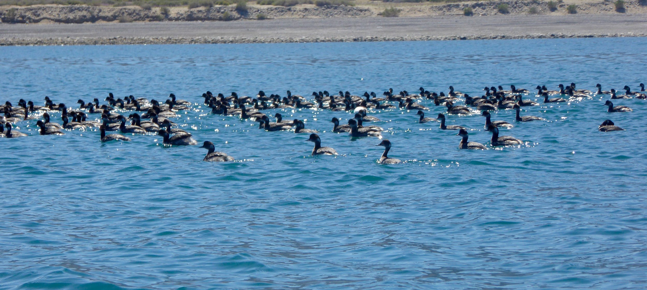 We were surrounded by large groups of the Eared Grebe.