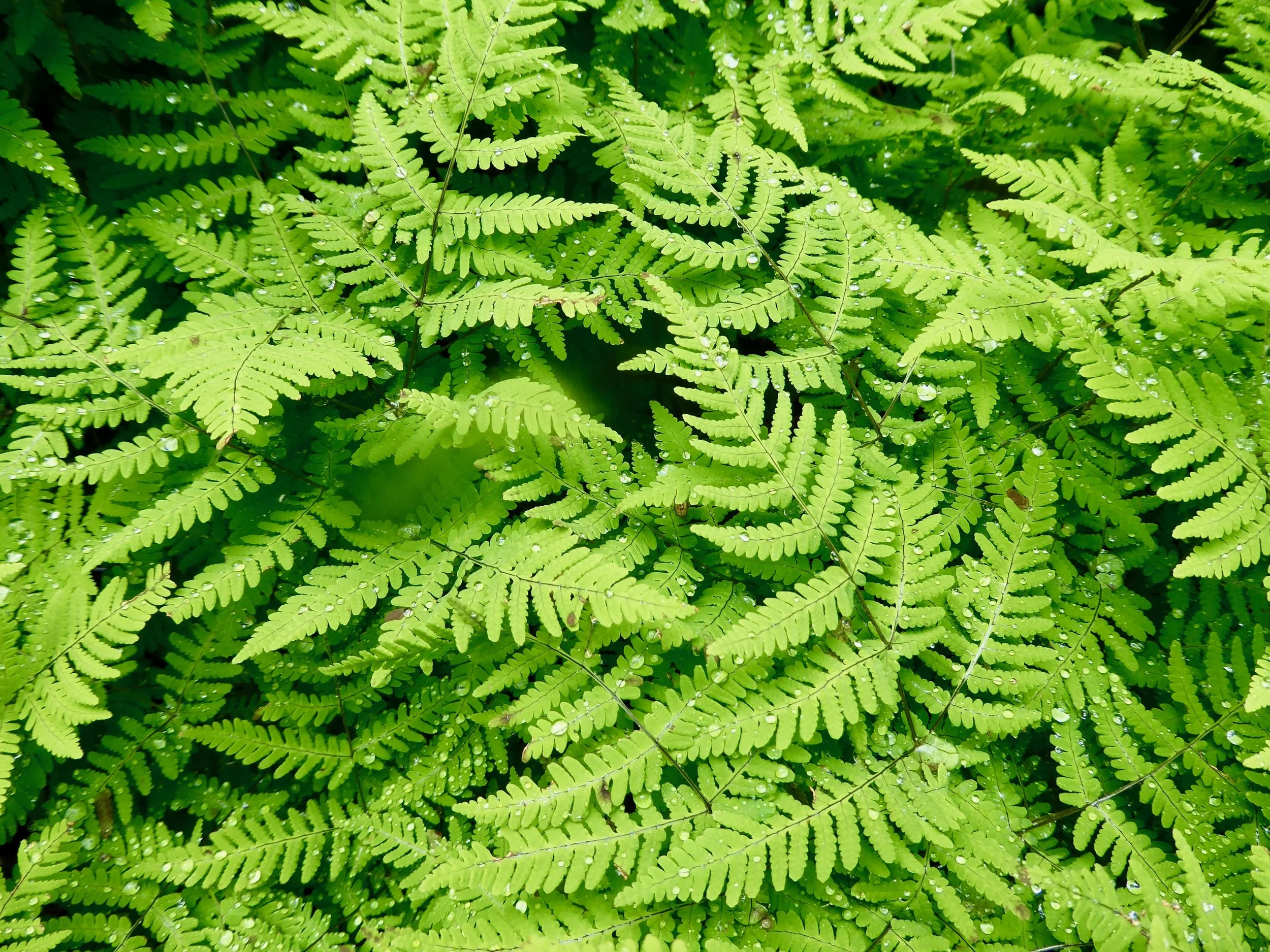 Ferns are a good plant for covering the ruins.
