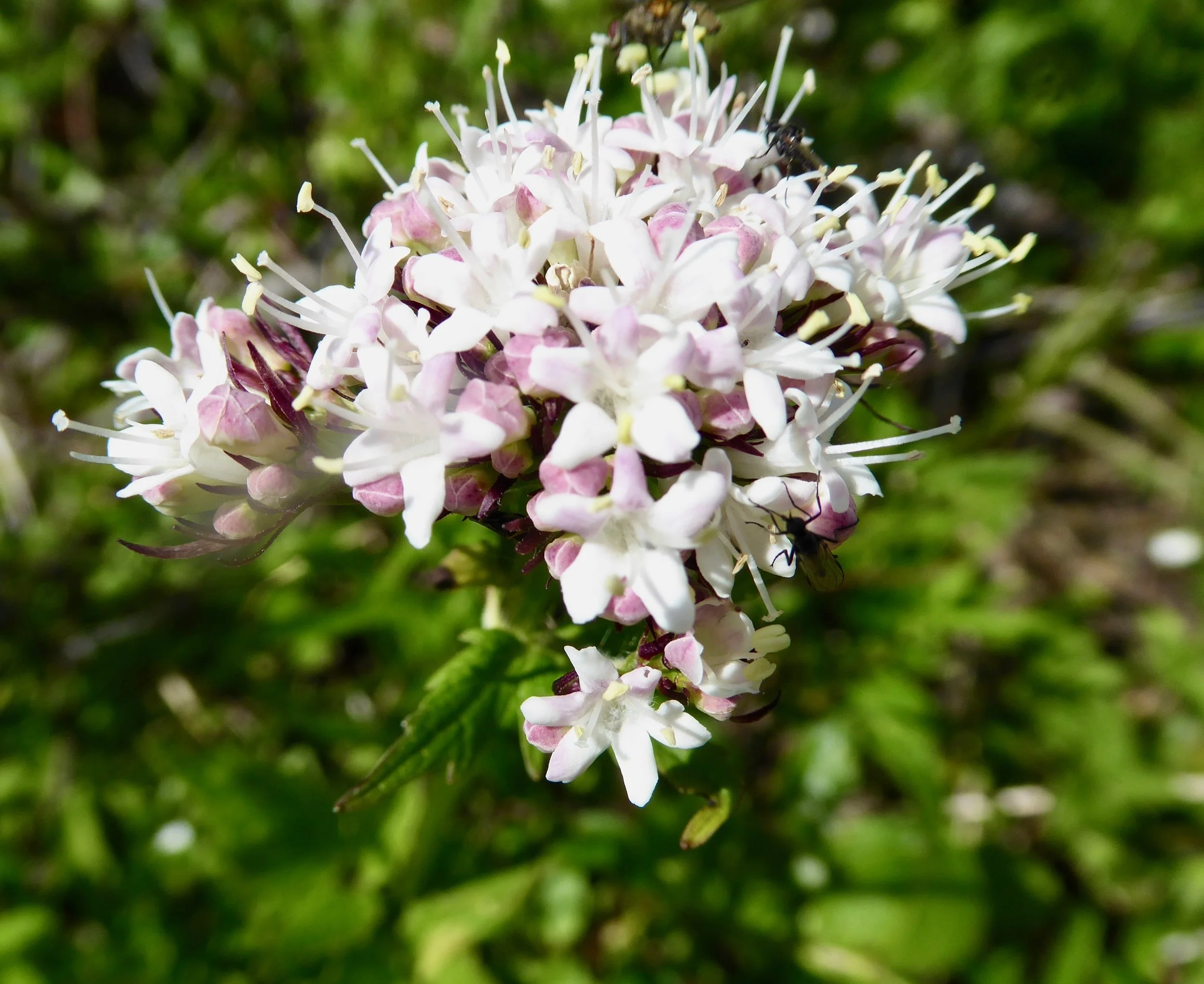 P1000168.jpg
