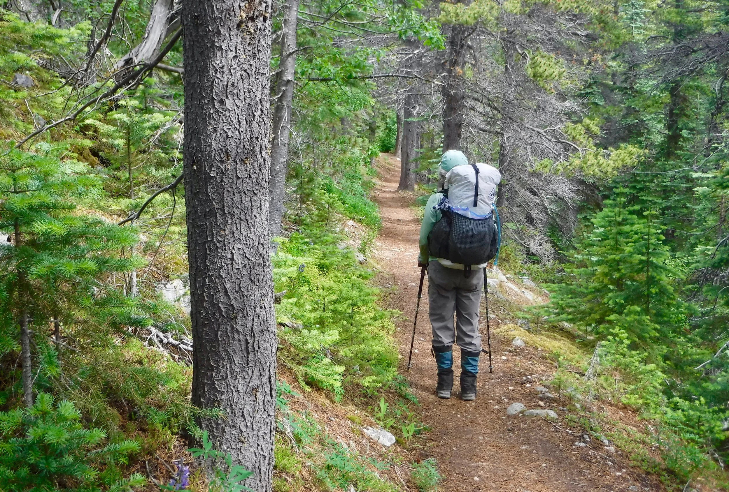 During the gold rush this section of trail actually had a road that in the summer time was filled with horses and wagons carrying the gear to Lindeman.
