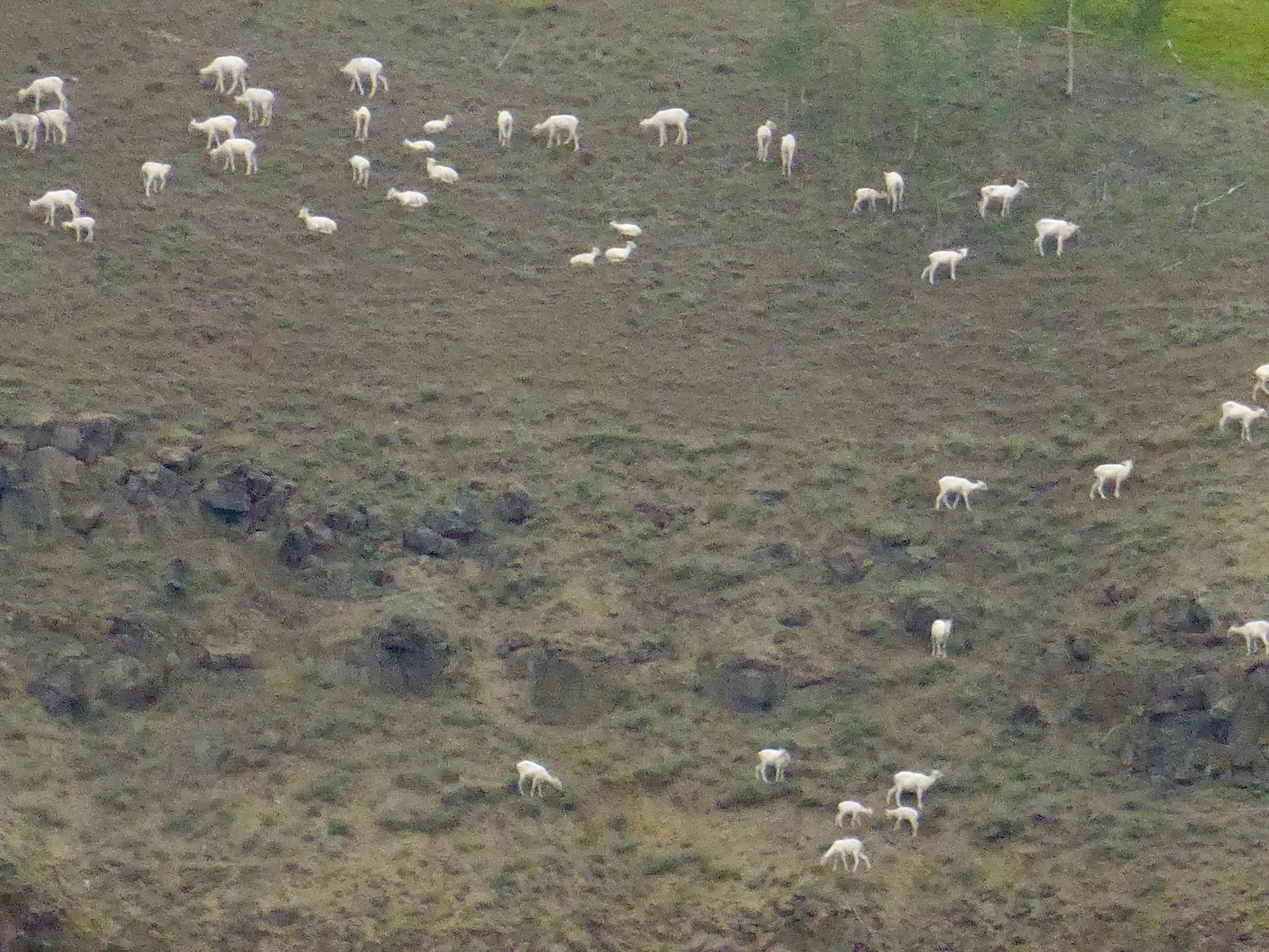 One of our guidebooks mentioned that we should look for goats in this area and it was good advice. 