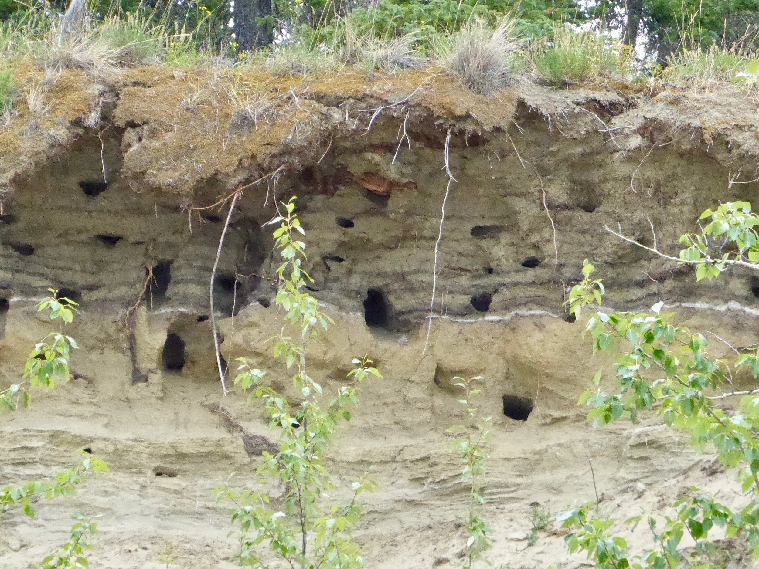Notice the white thin layer among the nests.