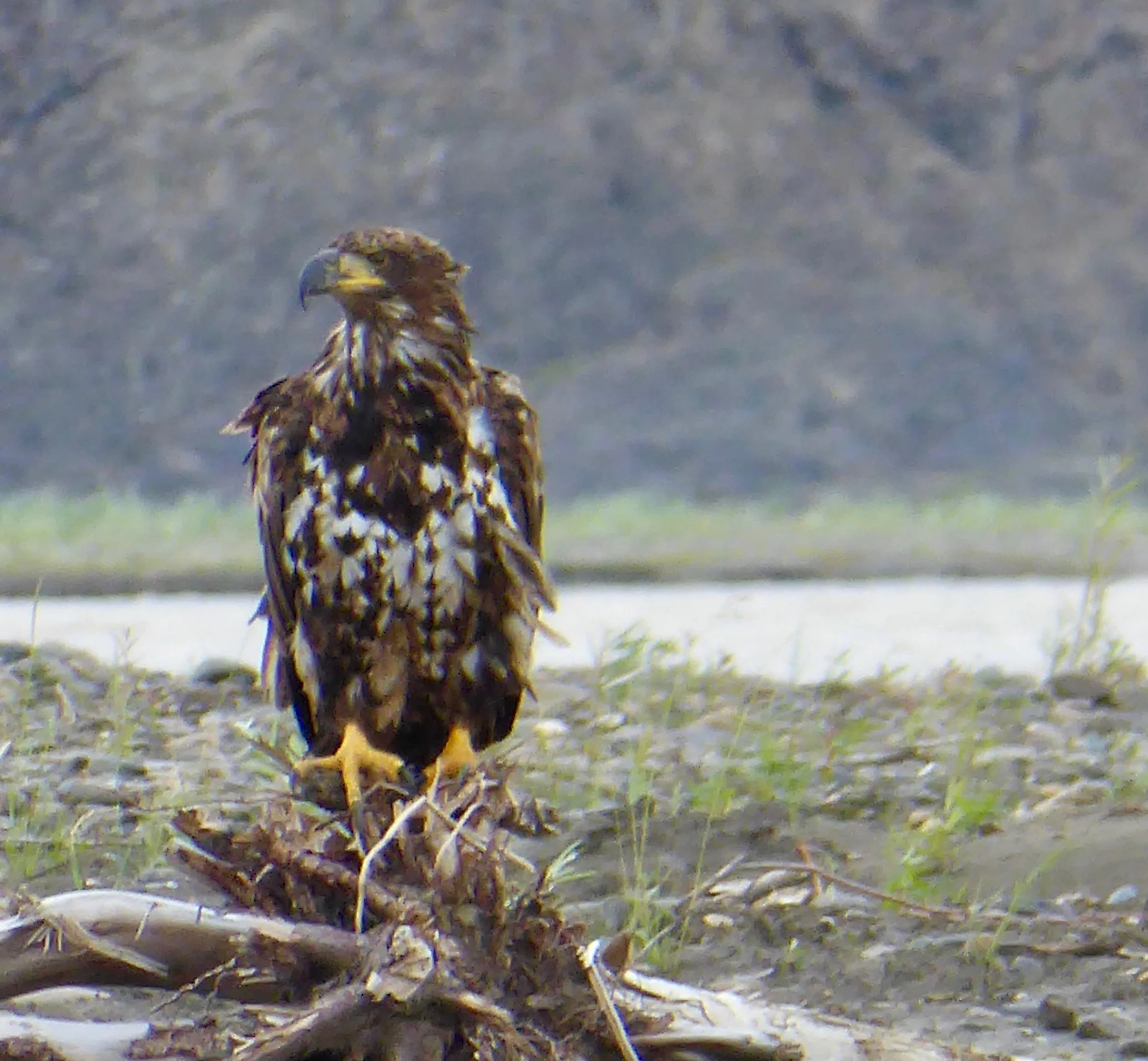 Immature Bald Eagle