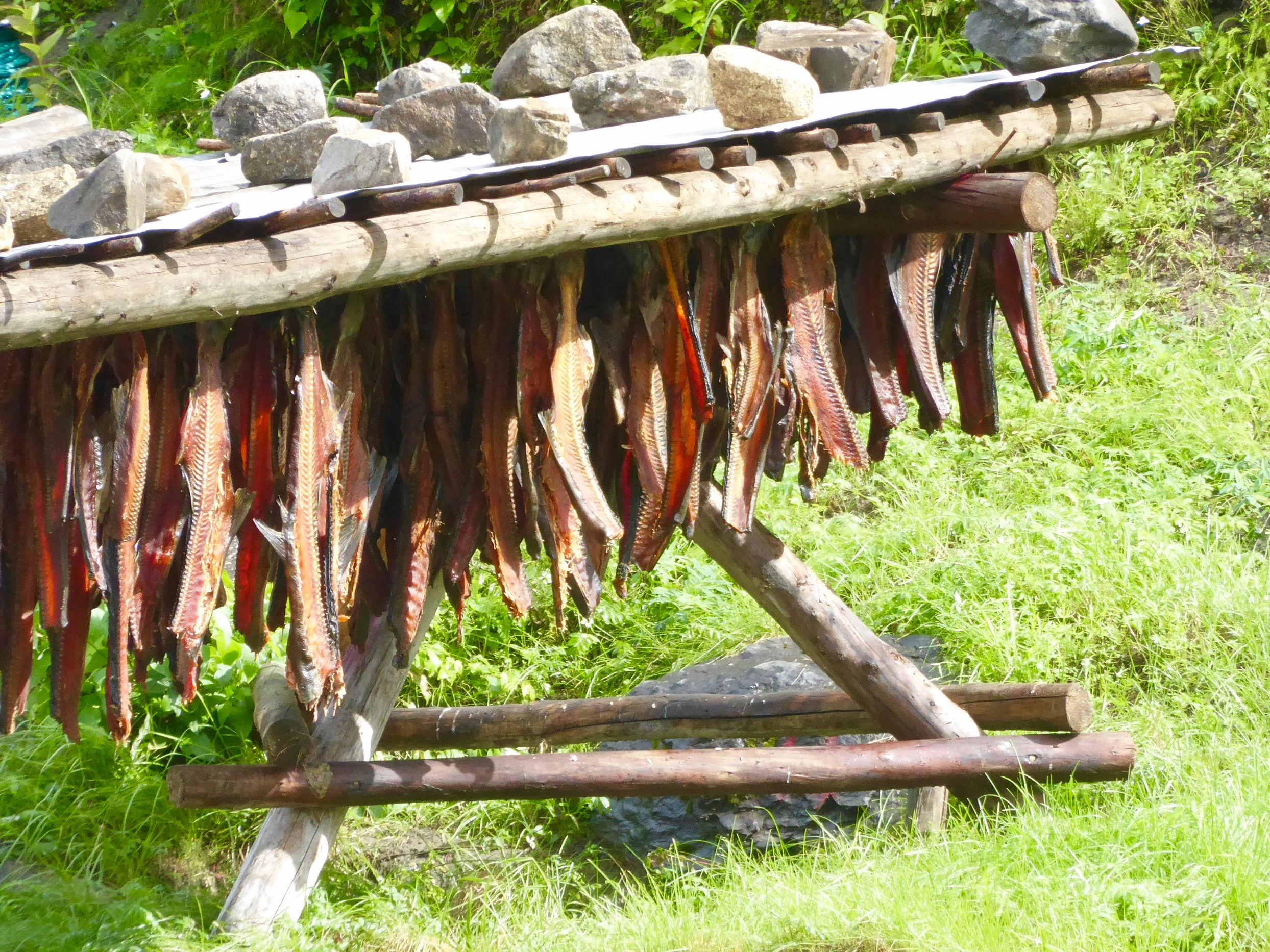 A group of dogs were tied close by. 
