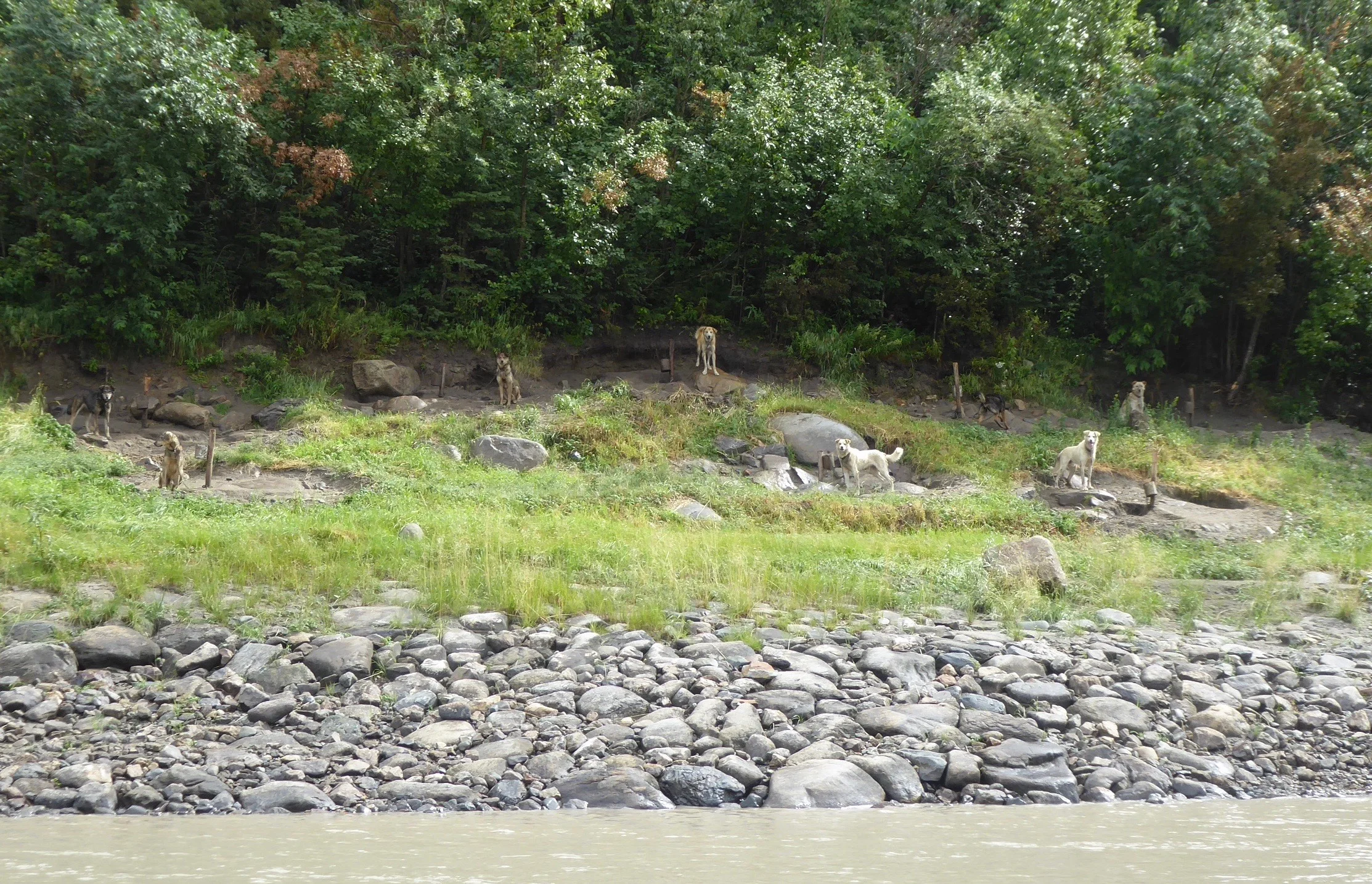 They seemed quite well fed living on a fish diet.