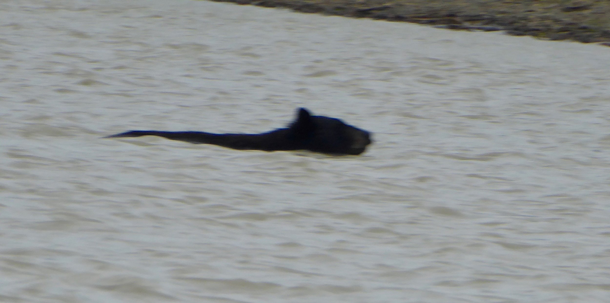The cub quickly alerted Mom to potential danger and they turned around and made for shore. Upon arriving to shore Mom stood up, gave a quick look and was off into the woods, followed by her cub.