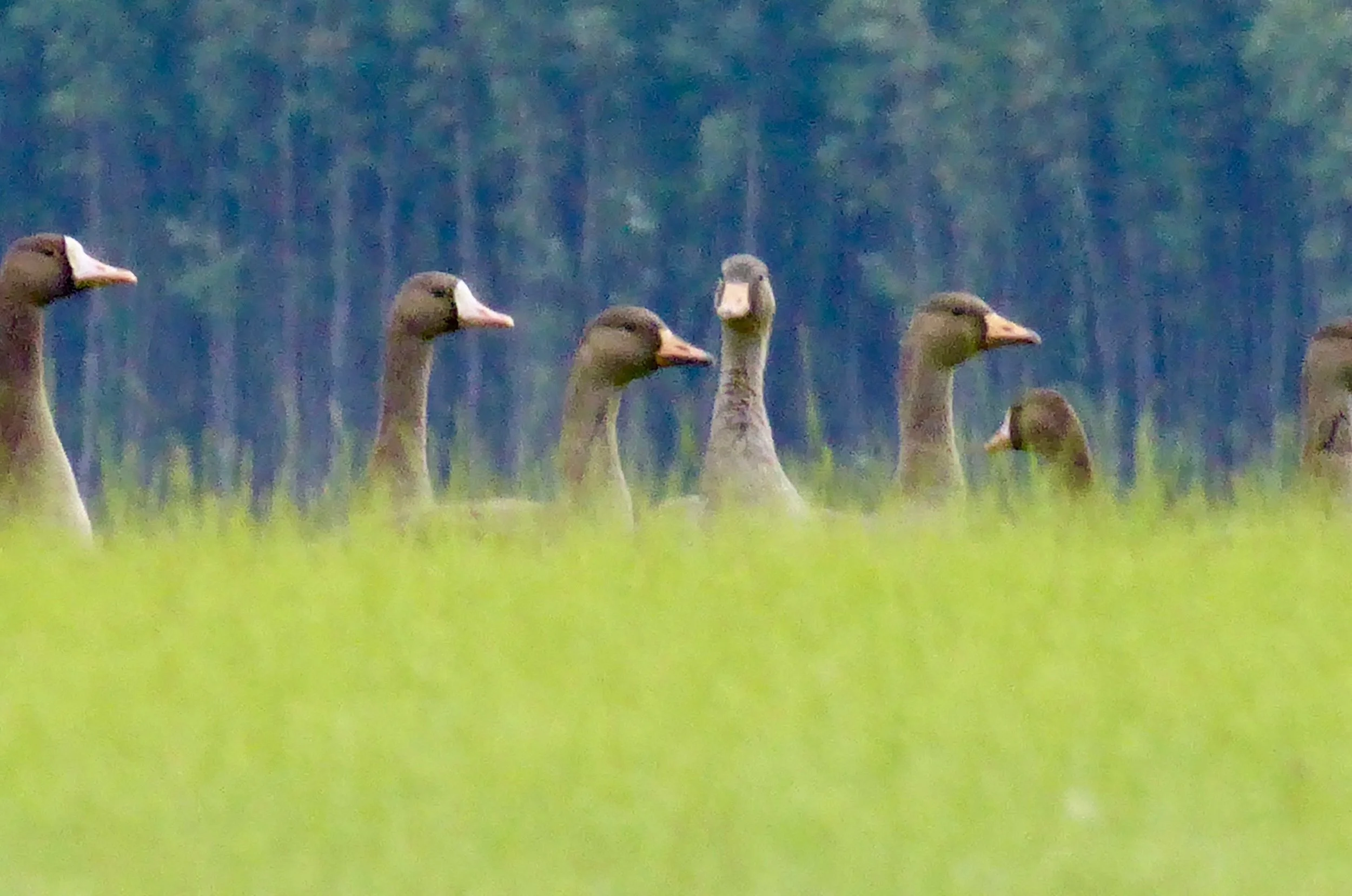 Most flocks of geese fly the minute they see us. We were down below the bank and were able to get a good view before they took off. We are encountering more flocks of birds as we get closer to the coast. They all seem to be filling up on the grasses and it seems like they are practicing flying in formation. This will be the first trip south for the young so preparing for the long flight is most likely a necessity.