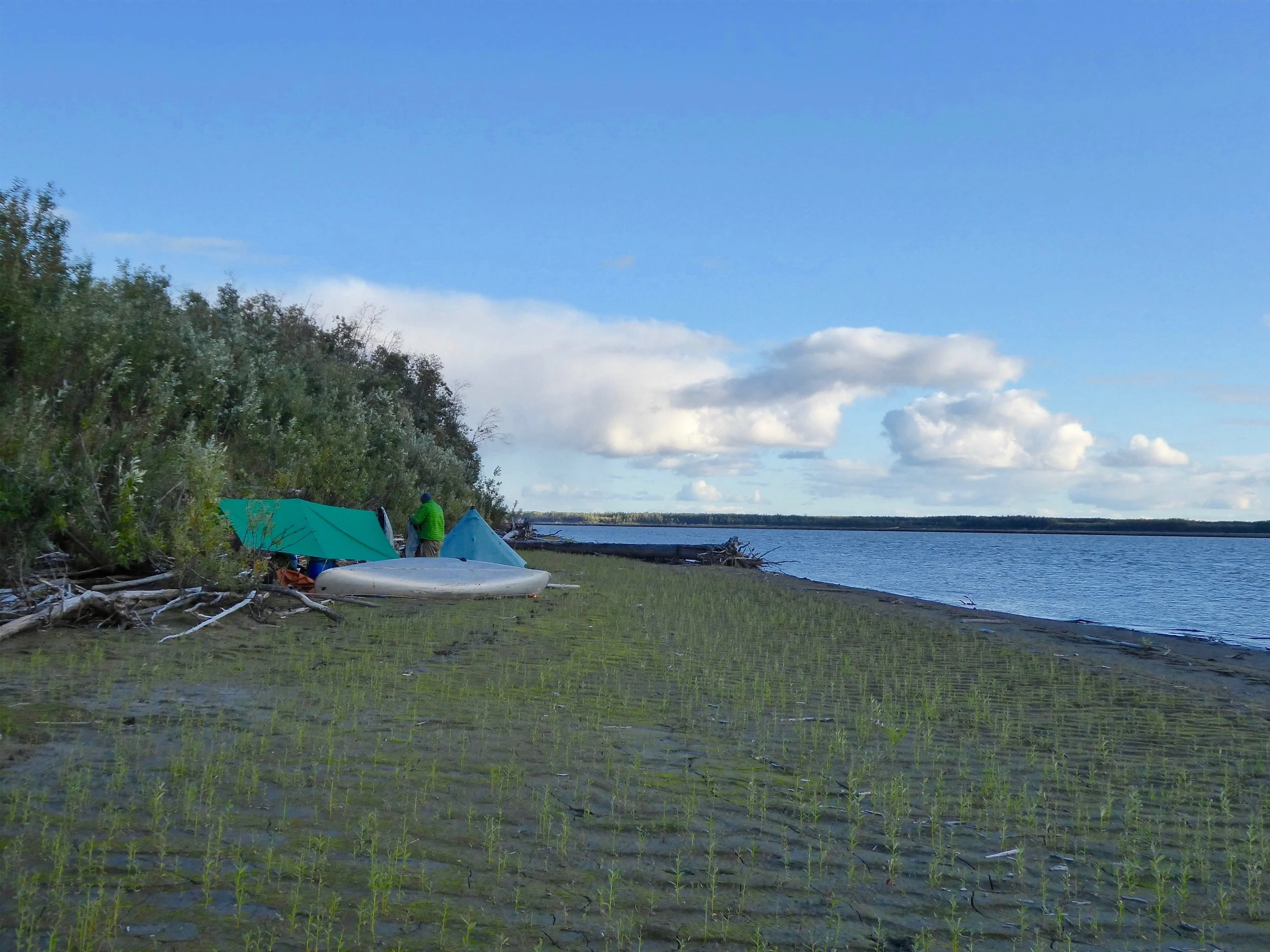 At least we have good wind protection. Miles paddled 24 August 19 It had been awhile since we slept on the mainland. It was also the first time that we did not have an area round the tent for animals to walk around us. I was awakened by footsteps approaching our tent, a hiss and then an animal crashing thru the woods. It was hard to determine the size, but I was glad that it was running away from our tent. Not particularly fond of night animal encounters. The next morning tracks in the mud were more fox size. Sure sounded a lot larger! It was also the end of an opener and fishing boats were going up and down the river delivering their fish catches to a processor in one of the next villages. Then there was the northern lights and full moon. In other words it was not a good night for sleeping. When we finally did get up it was around 6. One of our later wake ups. There was a very heavy dew which also slows us down. The day was overcast with wind and rain. Sometimes quite hard.