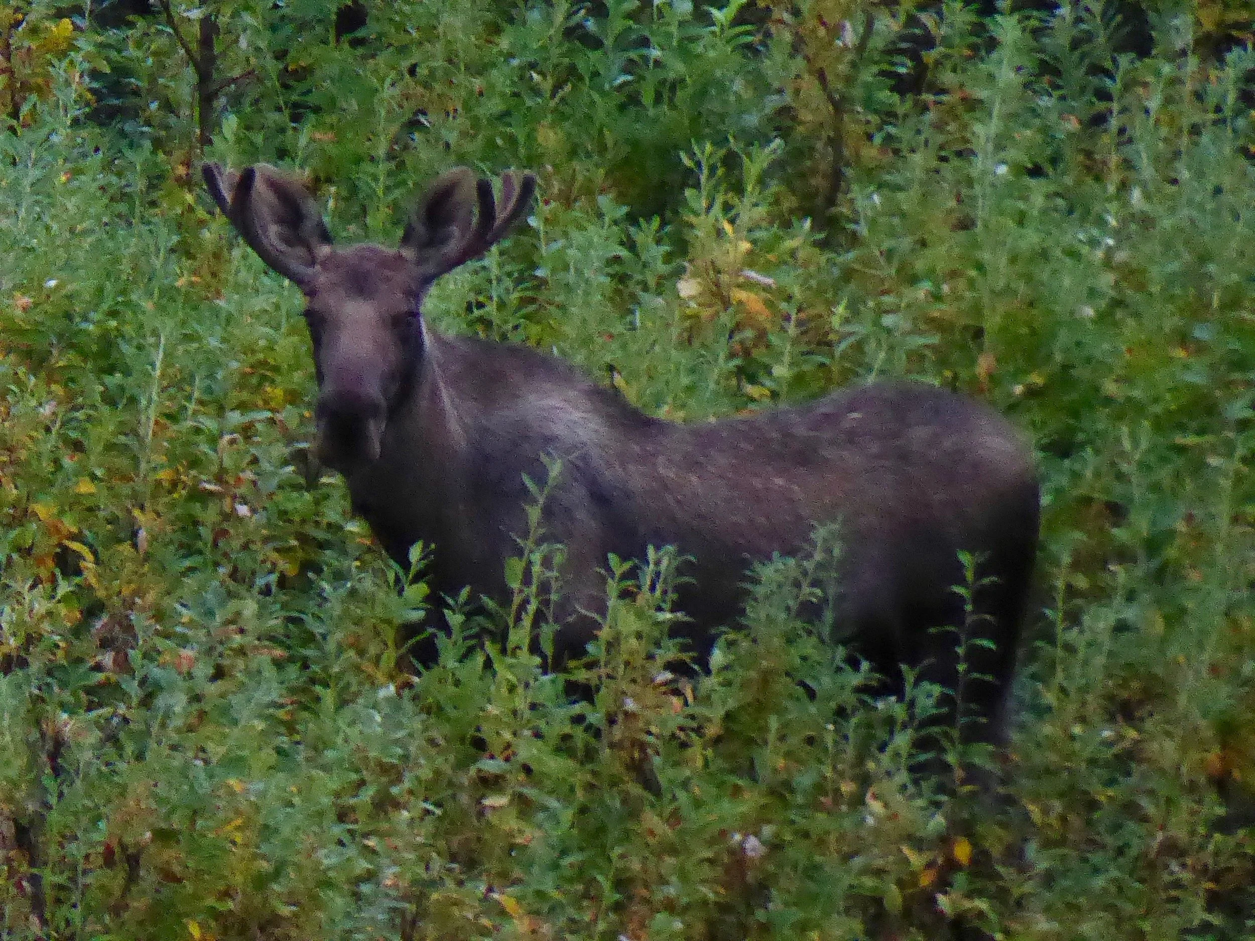 Hunting season is coming soon and this moose could be in trouble if it doesn't take off when it sees boaters. It seemed today was a day of inward reflection. Tomorrow if all goes as planned we may be in Emmonak, the end of the journey. The channel finally joins the main river and we can see why so many people warned us to get off the water if the wind picks up. We feel like we are on the ocean. As we look to the North all we see is open water. More boats are on the water than we have seen the whole trip. Most wave if they are close enough. Others look tiny as they hug the opposite shore. There must have been a fish opener. We are not sure where we are going to end up today. At Mountain village we had gotten a weather forecast predicting that a wind storm was coming day after tomorrow. If that is accurate we need to paddle as far as we can get. Our direction turns westward which is a good identification of where we are. We start running into numerous sandbars and realize that the tide will be a factor in where we can camp. The wind is blowing steadily, but we feel that we can safely cross to the other side which is where Emmonak is located. We pull out our navionics app when we reach the other side. We are about 7 miles from the village. It shows us approaching land, but that is not the case as we have a ways to go before we can get around an island. The Yukon deposits so much sand in this area that the channels are continually changing. Finally as the light begins to fade, we find a small piece of ground that is above the high tide line. We eat some cold food and call it supper. The gnats are the worst of the trip so we quickly retreat to the tent and are glad that this day is over. We paddled for over 12 hours today. It has been a long day. Tomorrow may be our last day of paddling on the Yukon. Miles paddled 46 August 23 Fortunately when we got out of out tent this morning, the gnats were too cold to annoy us. We ate a quick breakfast and headed toward the village. So thankful that we had put in a long day of paddling yesterday and had crossed the river to this side. The wind was beginning to pick up, but did not have much effect on us. In the distance we saw the wind generators, another indication that the wind is a frequent element here.