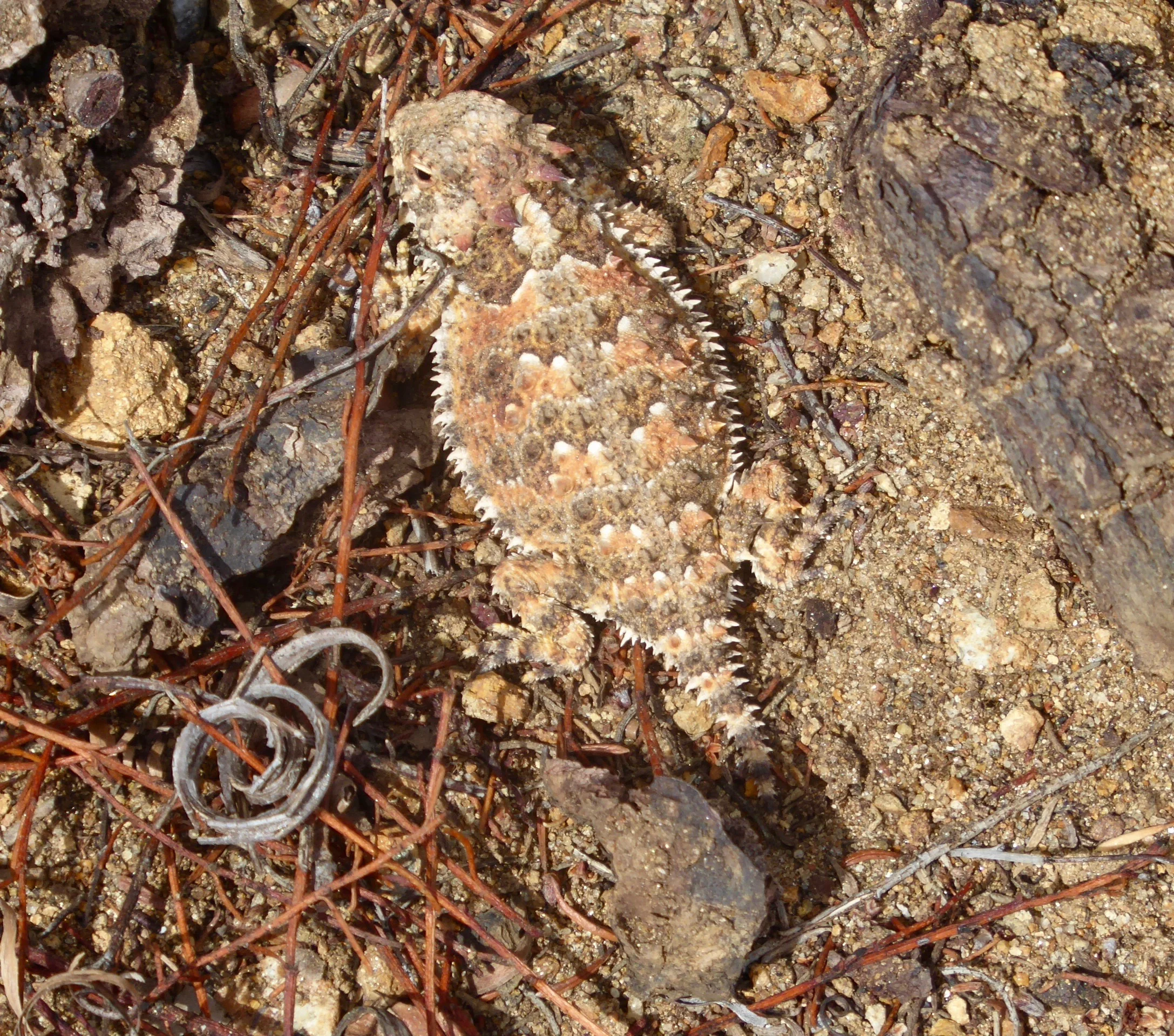 This toad did a great job of blending.