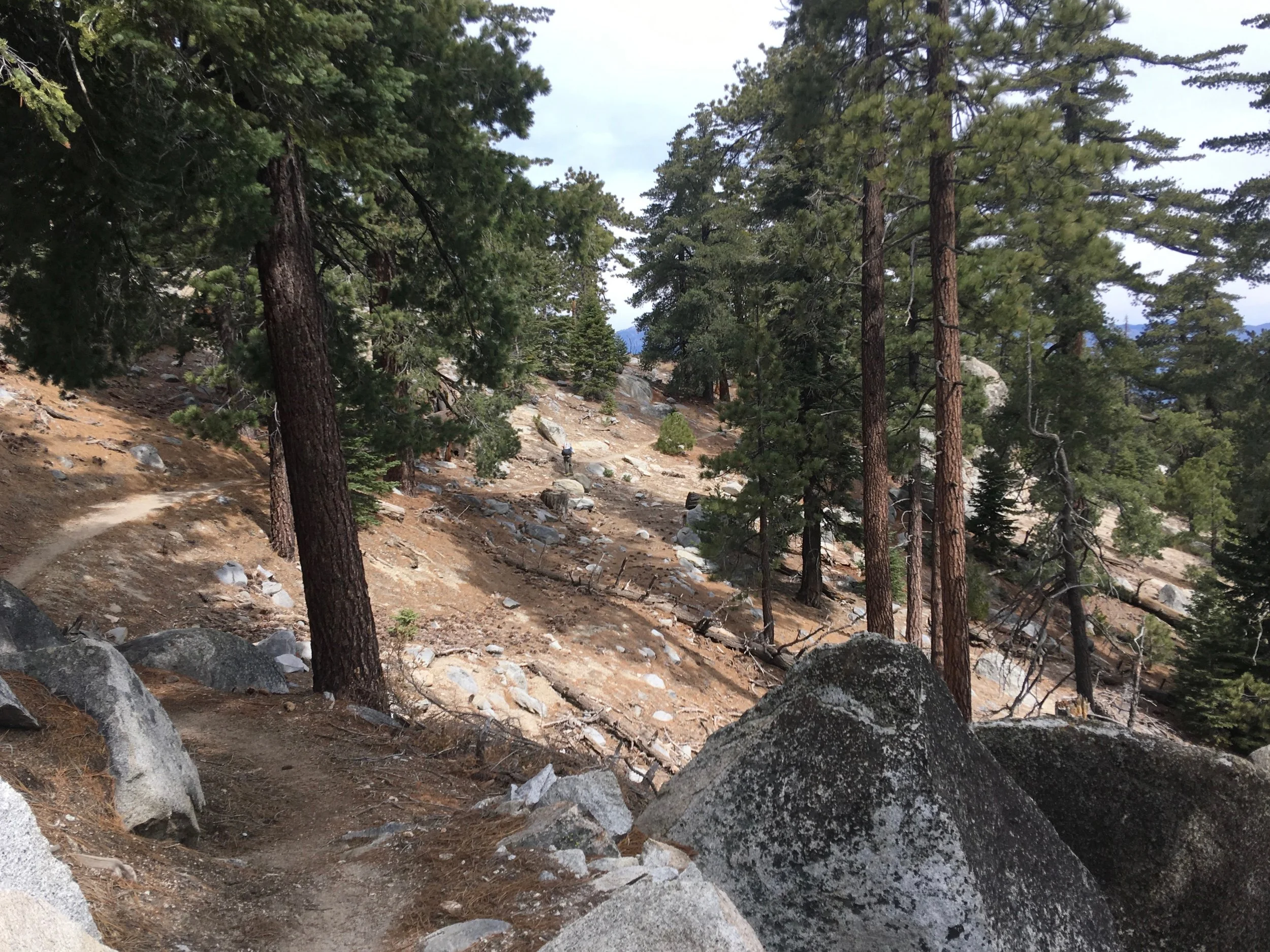 It started off with a gentle decline and a trail covered in pine needles.