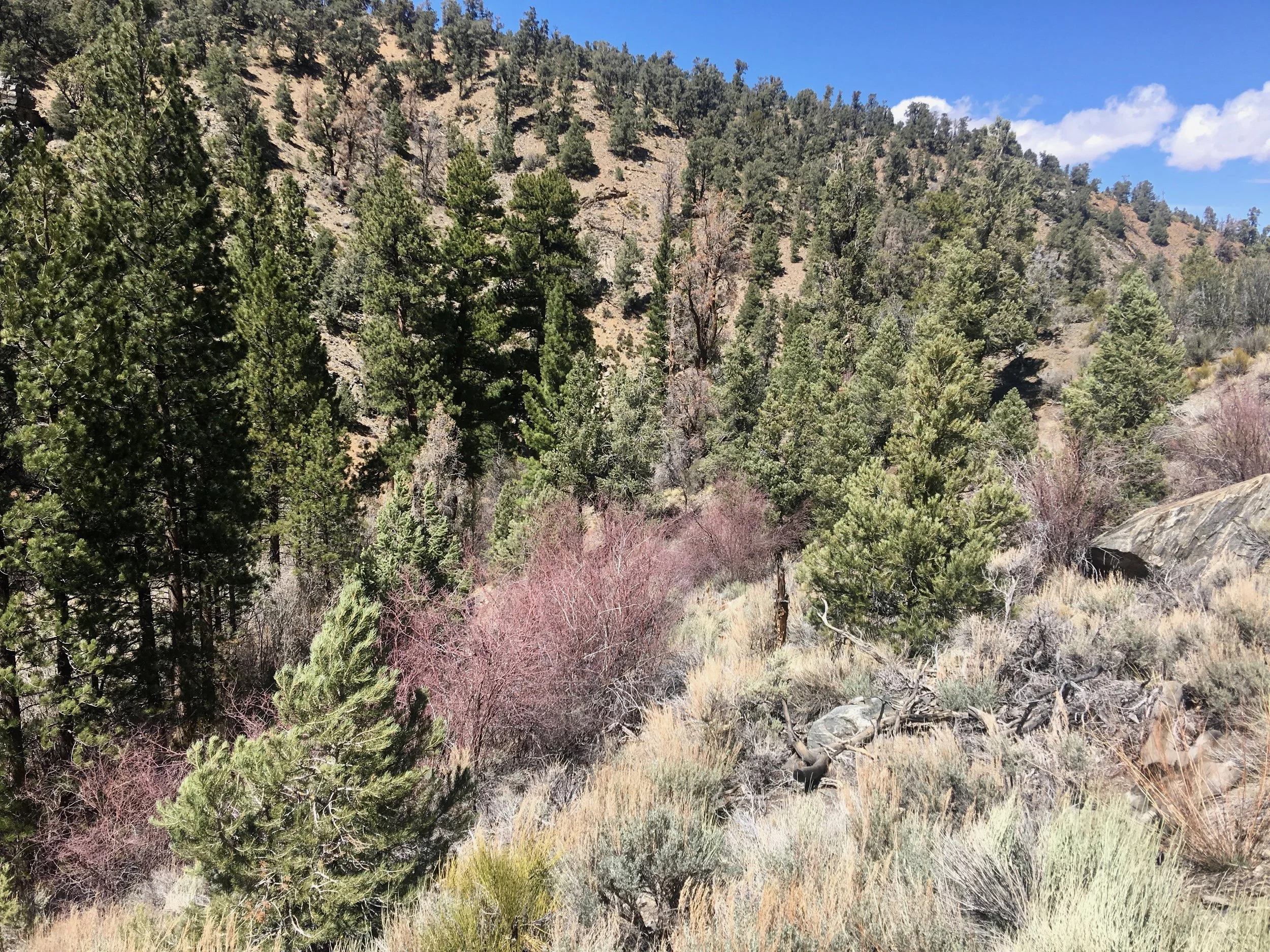 At one point we crossed a forest service road. Waiting for us was some trail magic. A man who had hiked the trail in 2015 had returned to bring magic to the hikers. He was handing out fruit and sodas. His plan for the summer was to head north and stop periodically to do some magic. Just beyond the road someone had brought in a water cache. We used it to top up our bottles and continued downward. The trail was mostly down and gentle on the feet. We had a good pace going and began to think that we might be in Big Bear tonight.