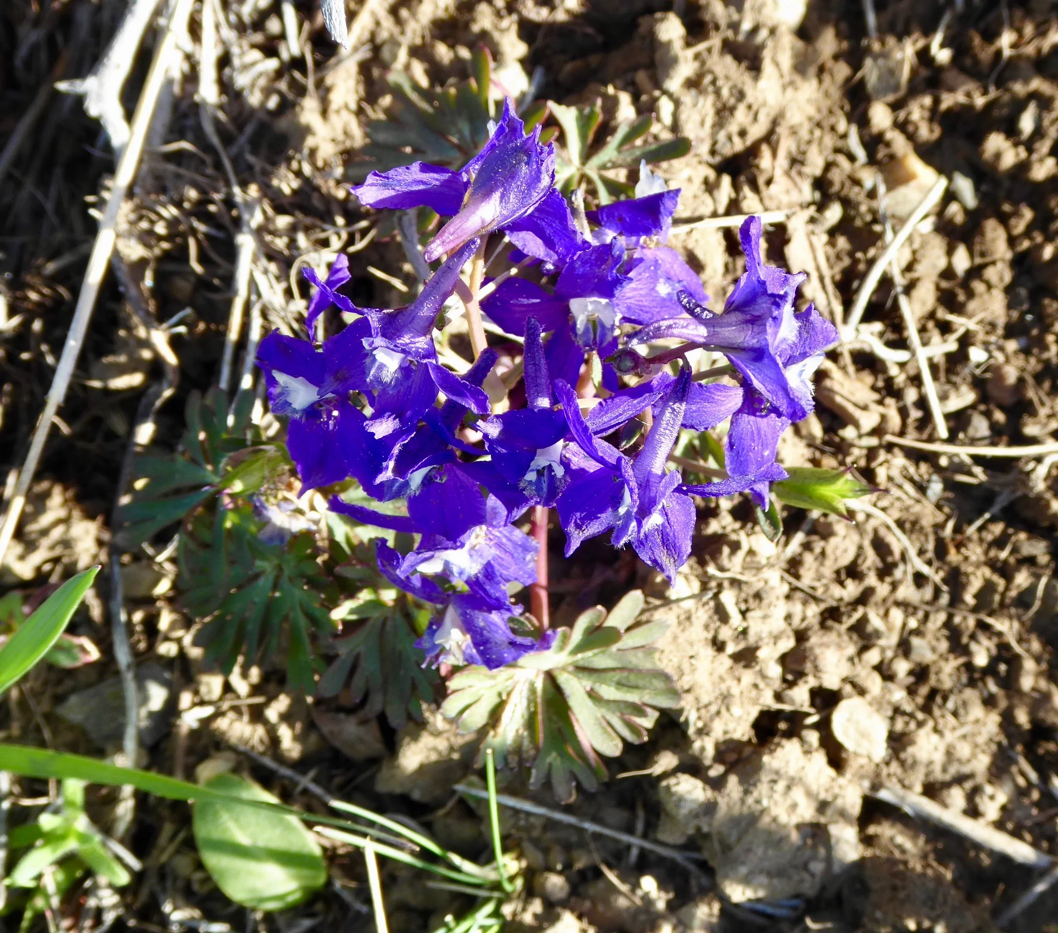 Larkspur