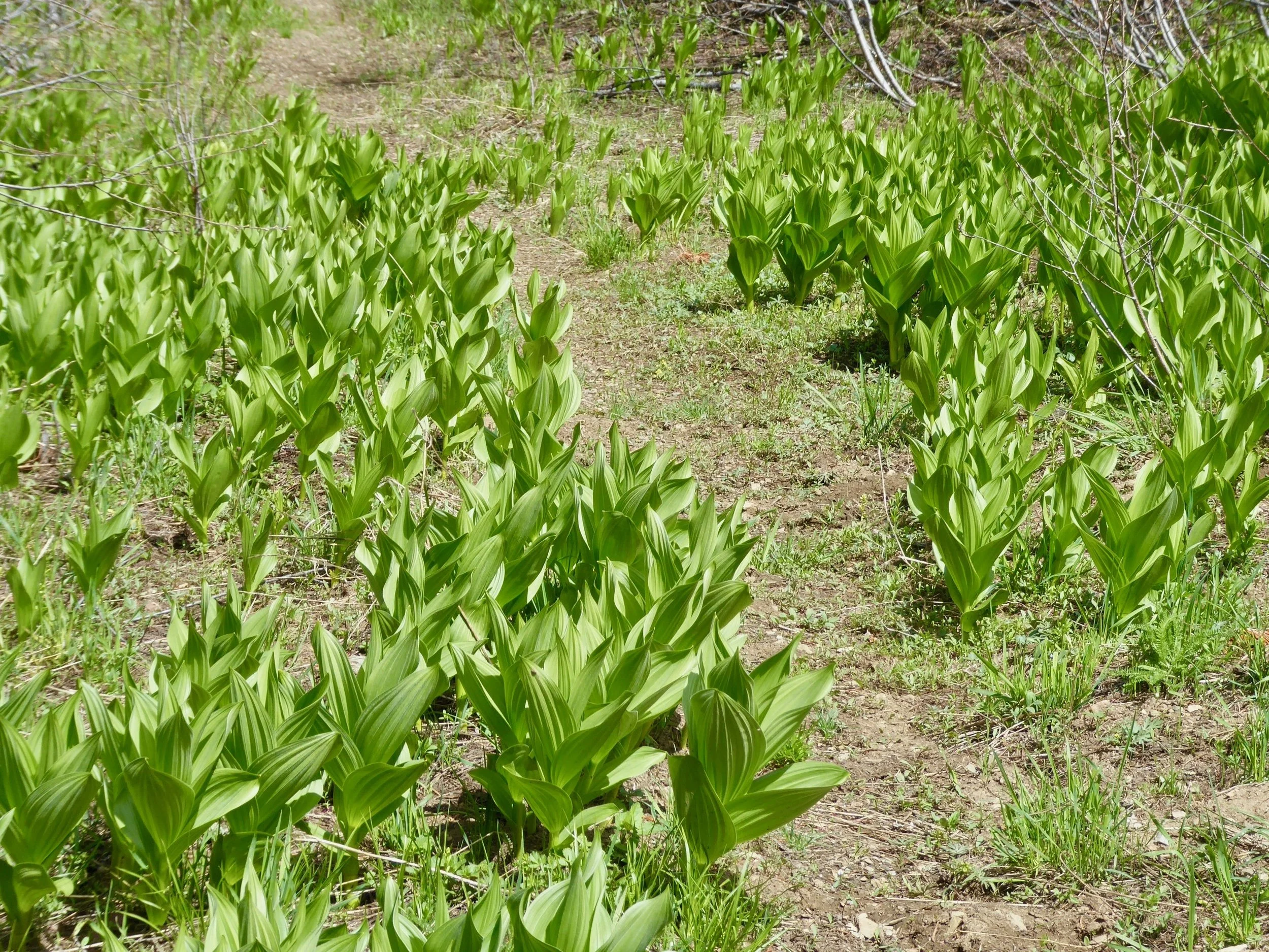 False Hellebore, a plant toxic to humans and animals