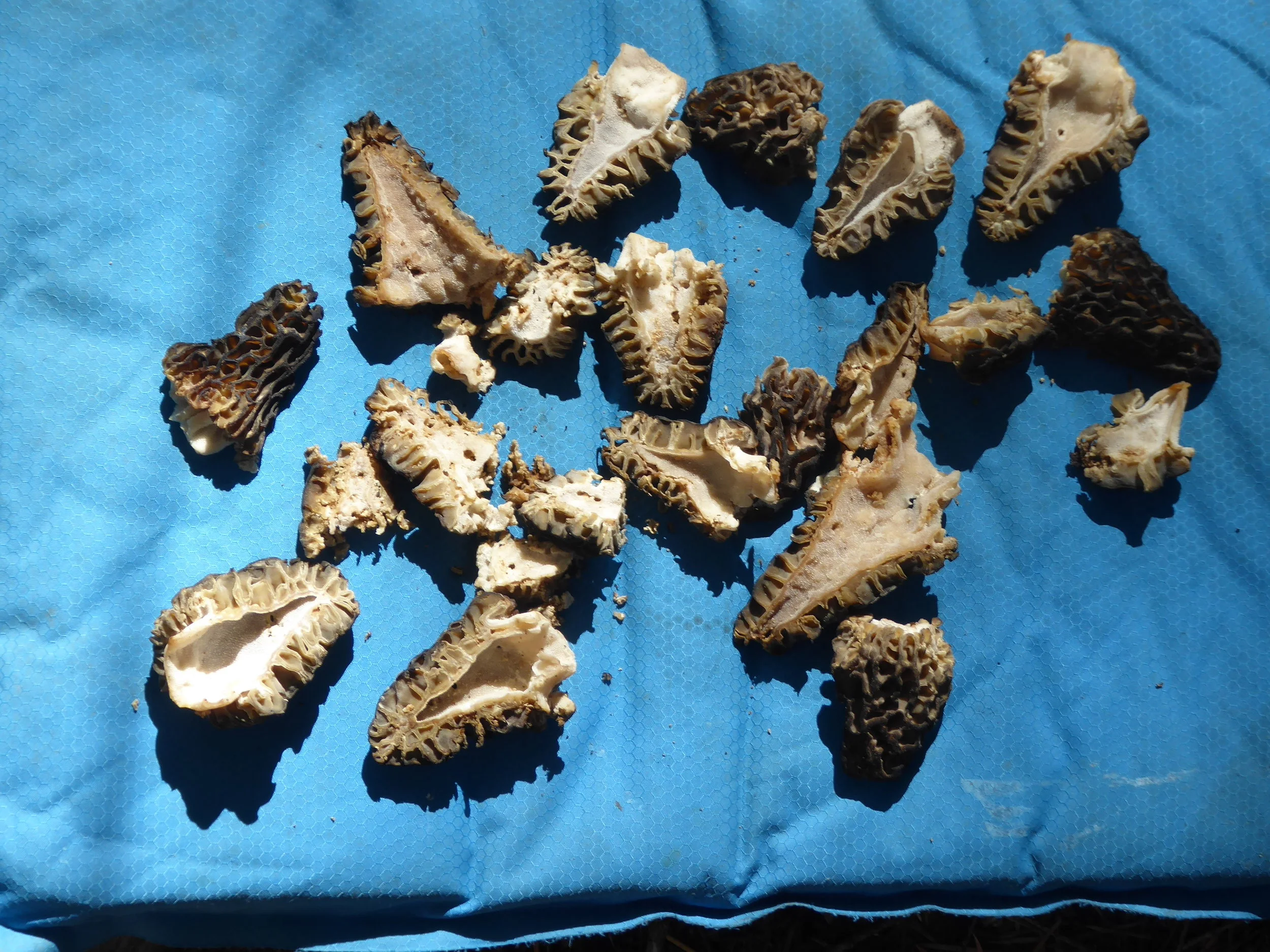 The last couple of days, Donna has had a tooth beginning to hurt. We most likely will need to see a dentist when we get to Etna. Meanwhile though we are camped near a beautiful stream and have visions of frying up morels tomorrow.