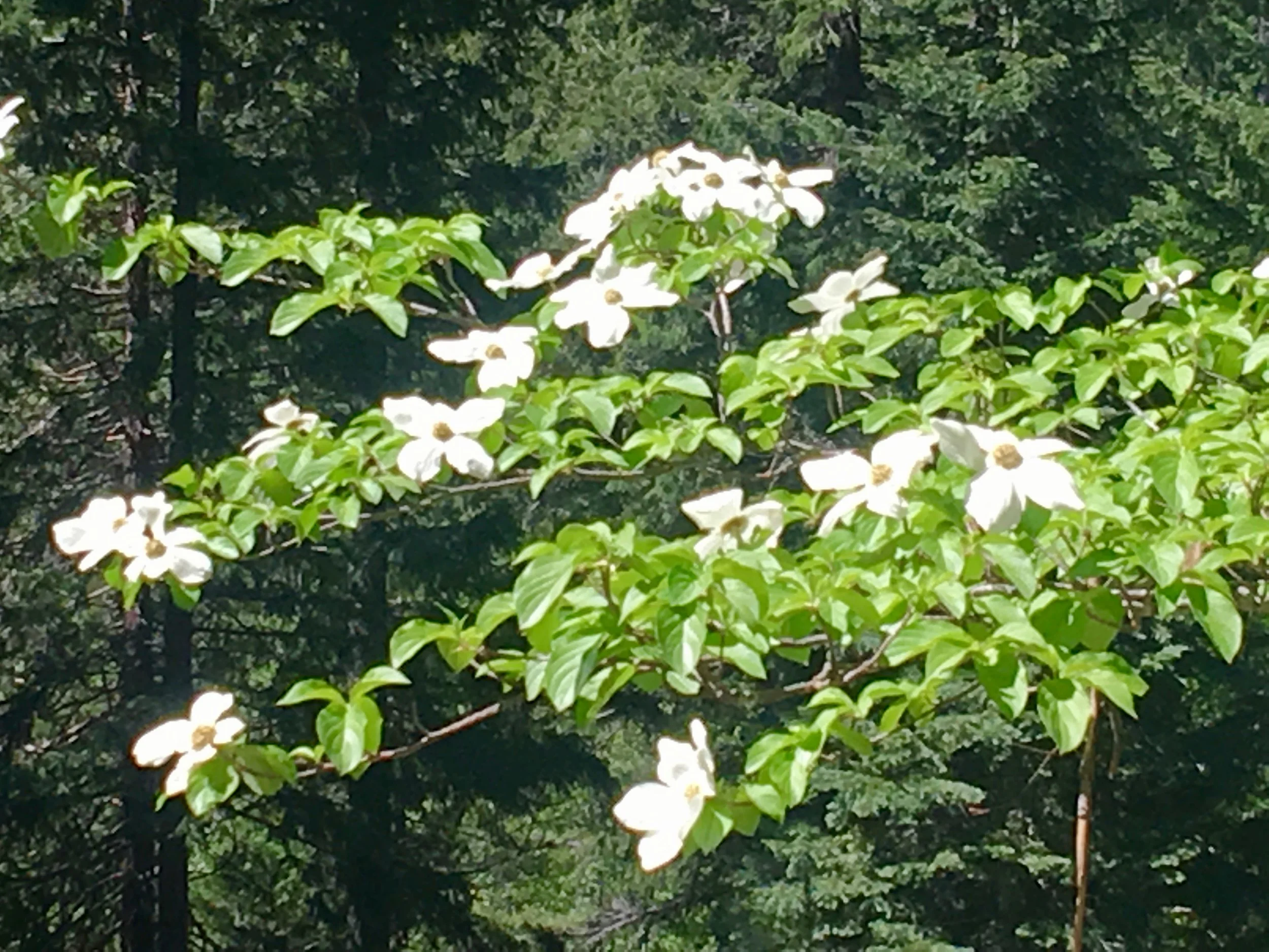 Dogwood