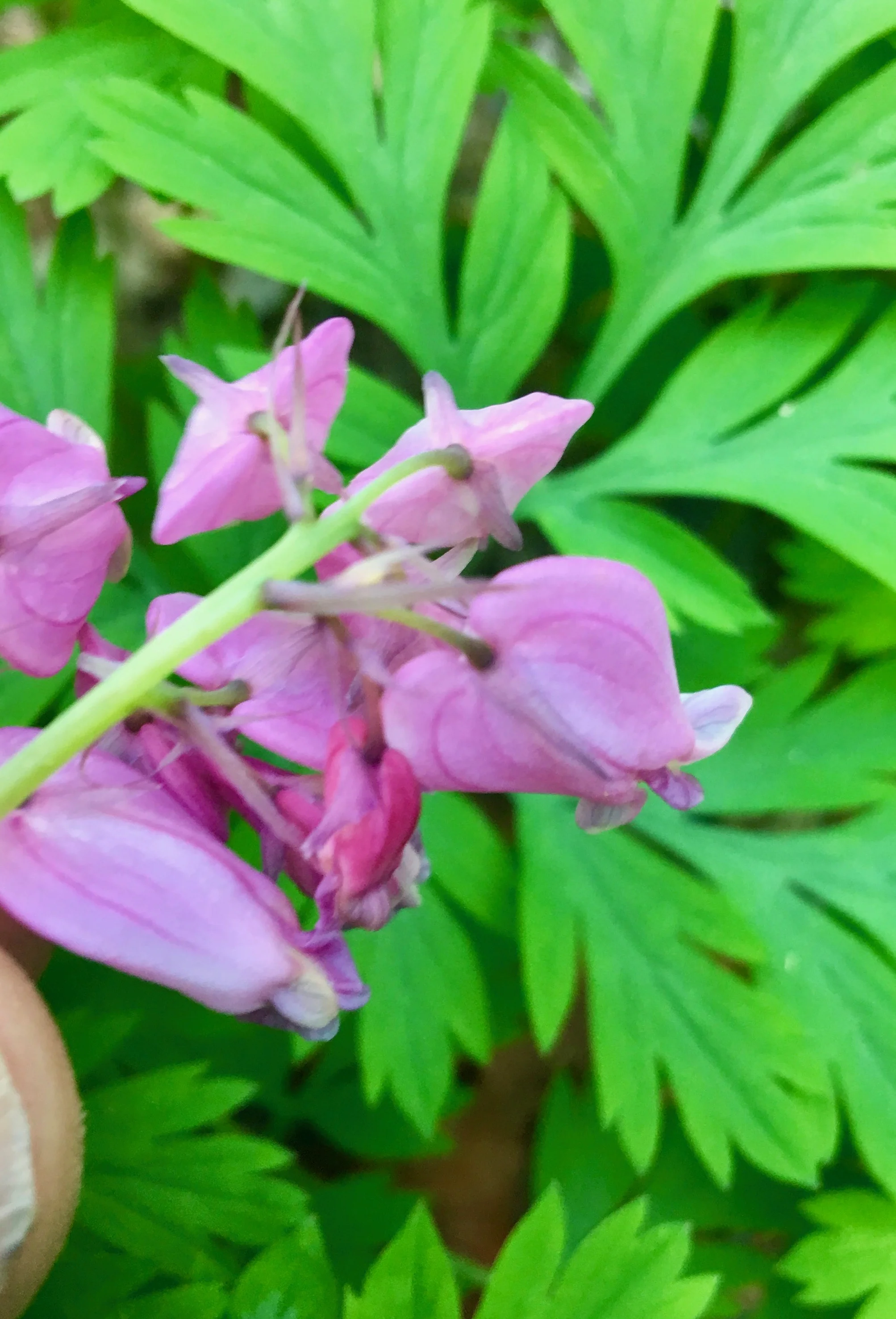 Pacific Bleeding Heart
