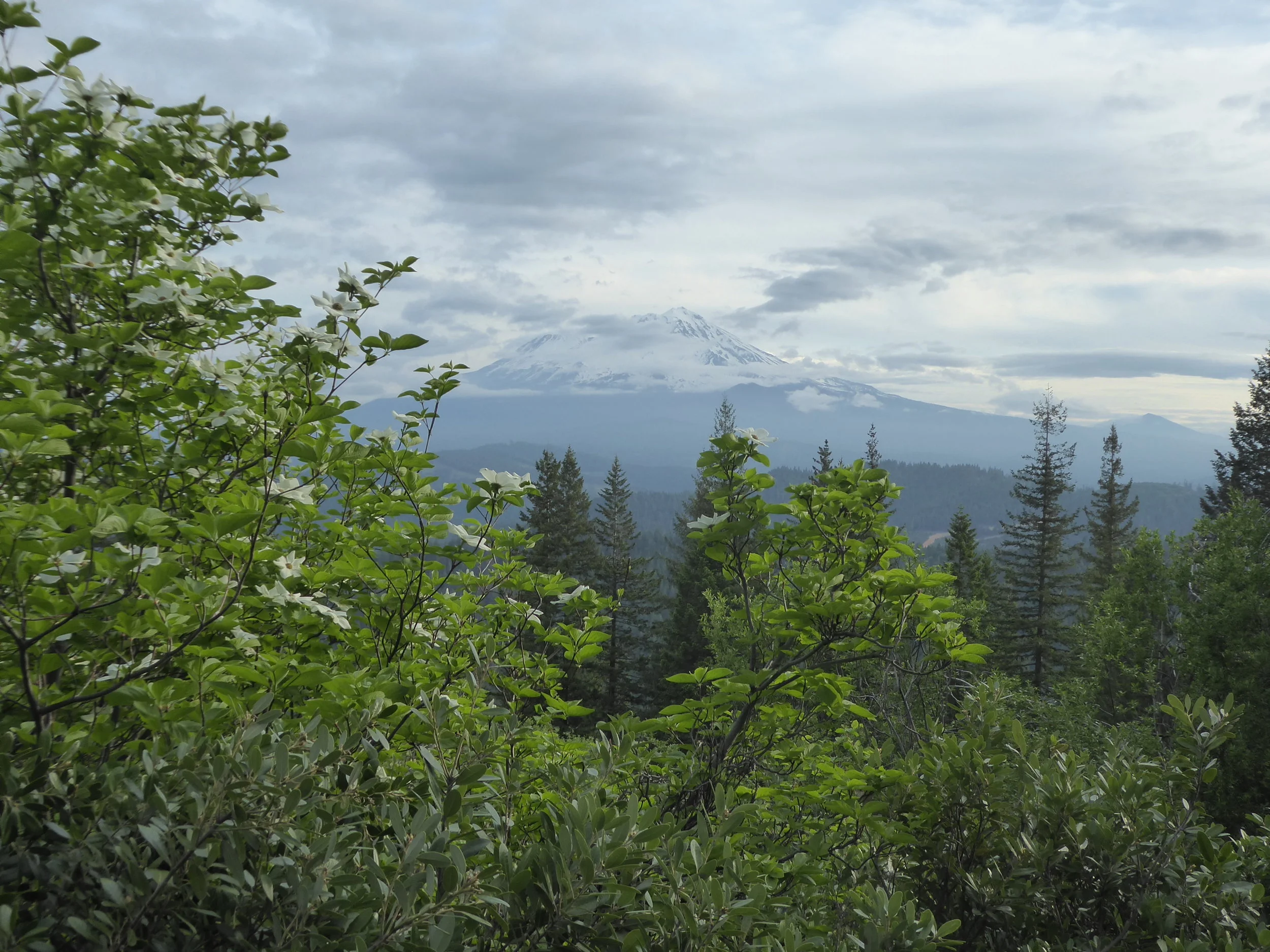 MT. Shasta