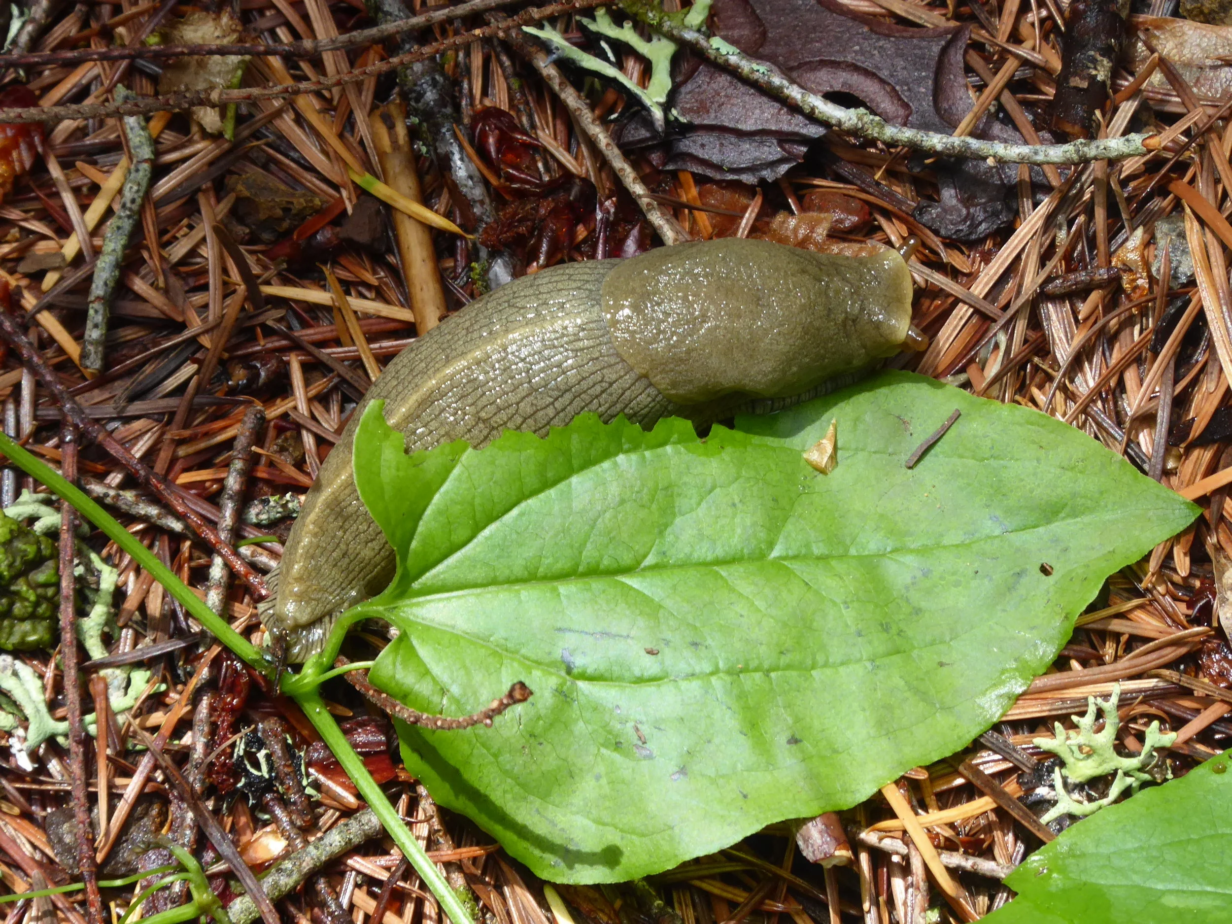P1010575.jpg
