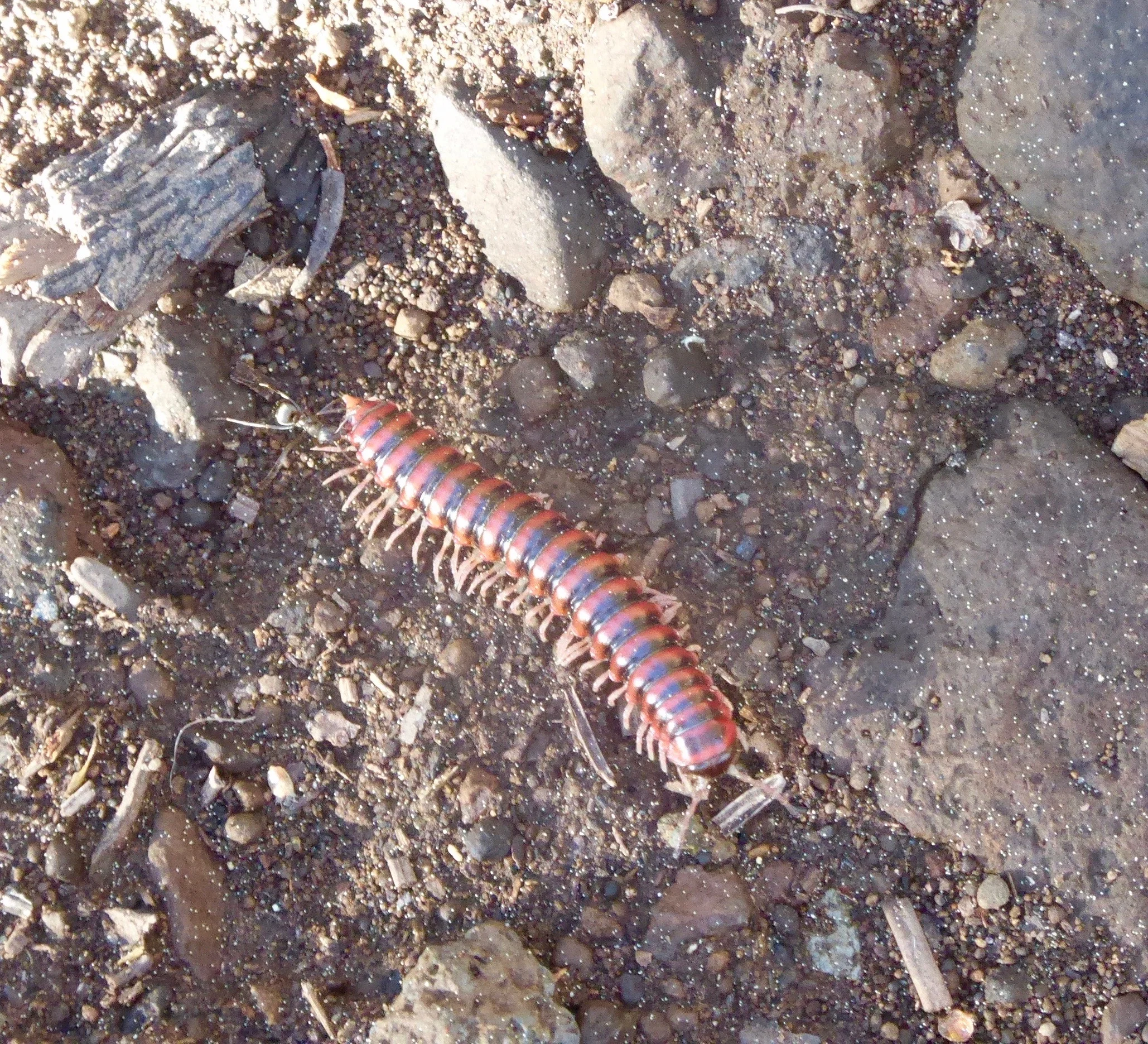  likely a centipede