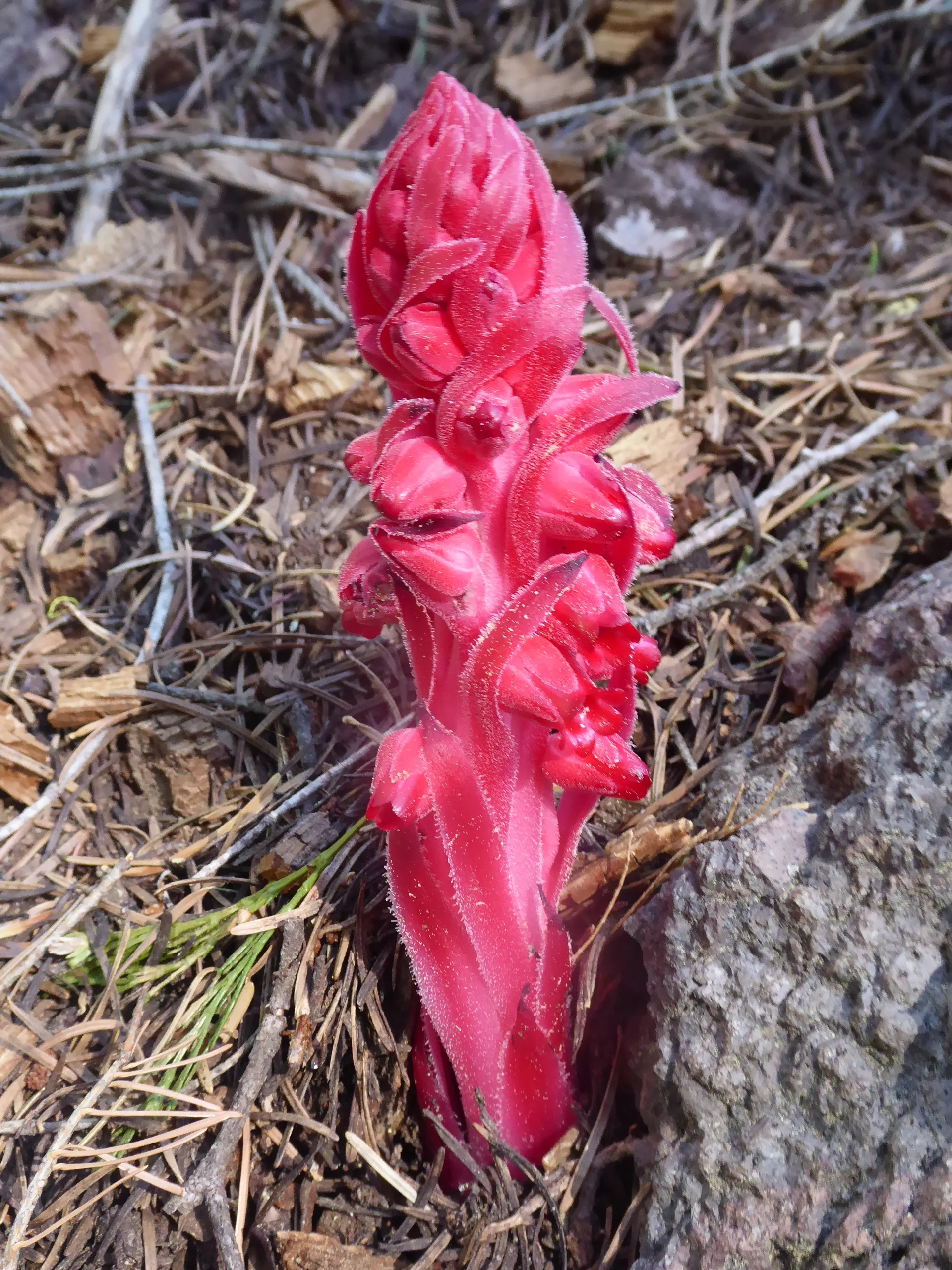 Now we have seen types of this plant in colors of red, yellow and purple