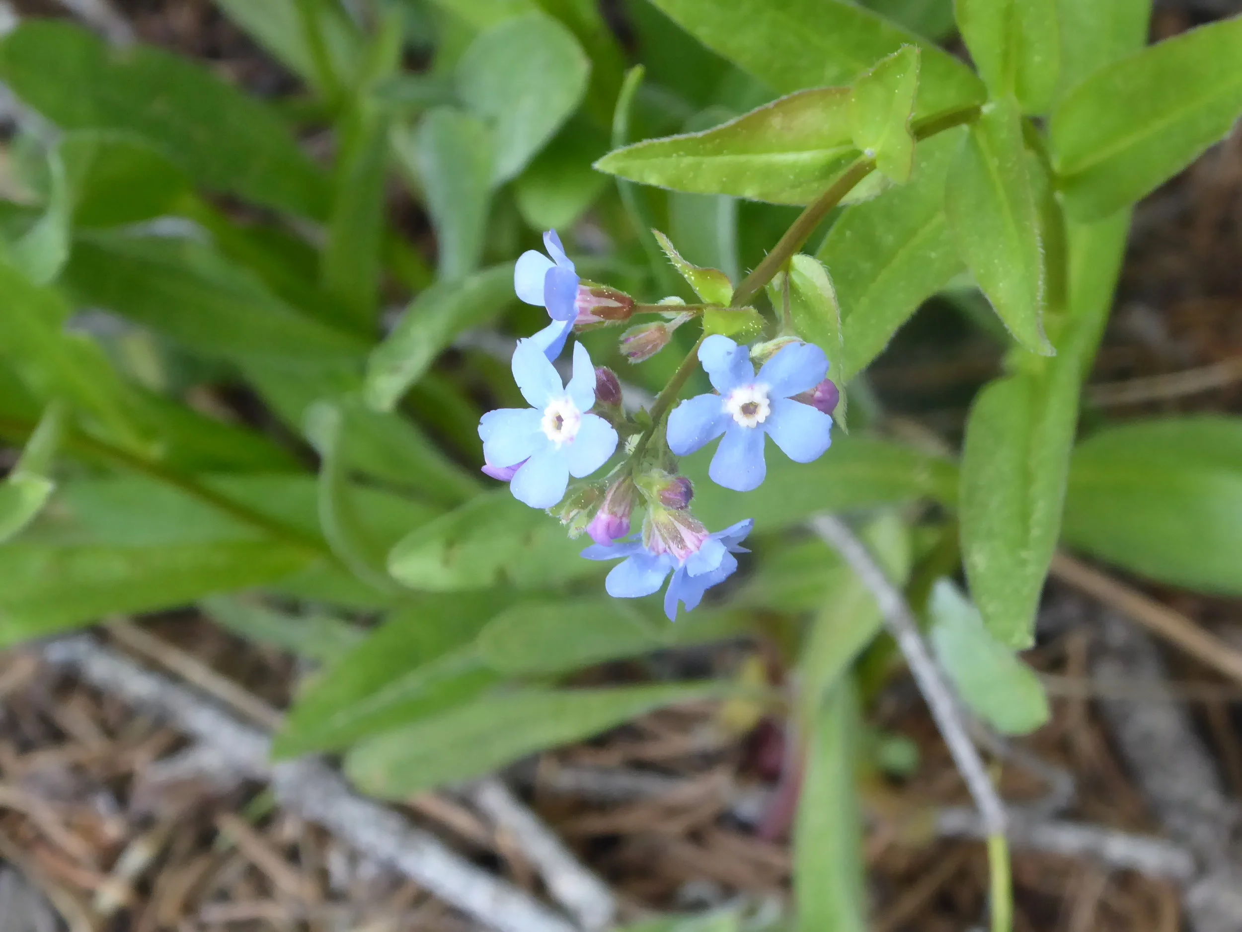 Forget-me-not