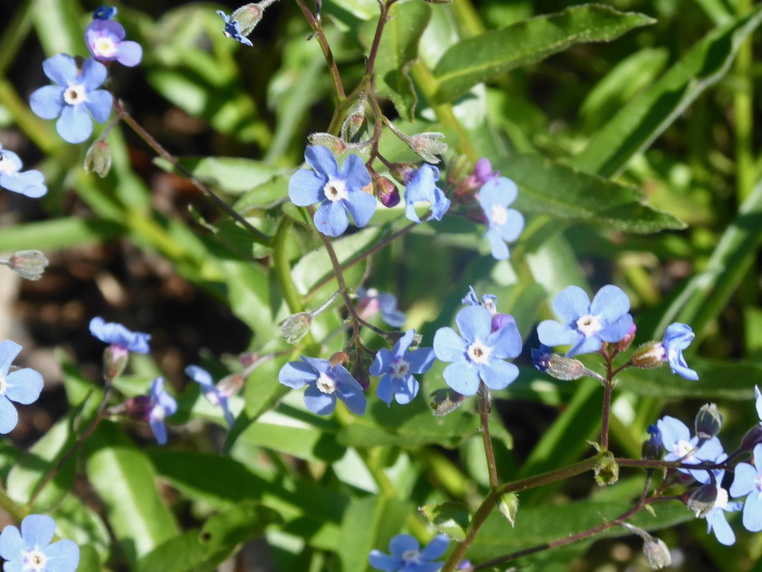 One of may favorites Forget-Me-Nots