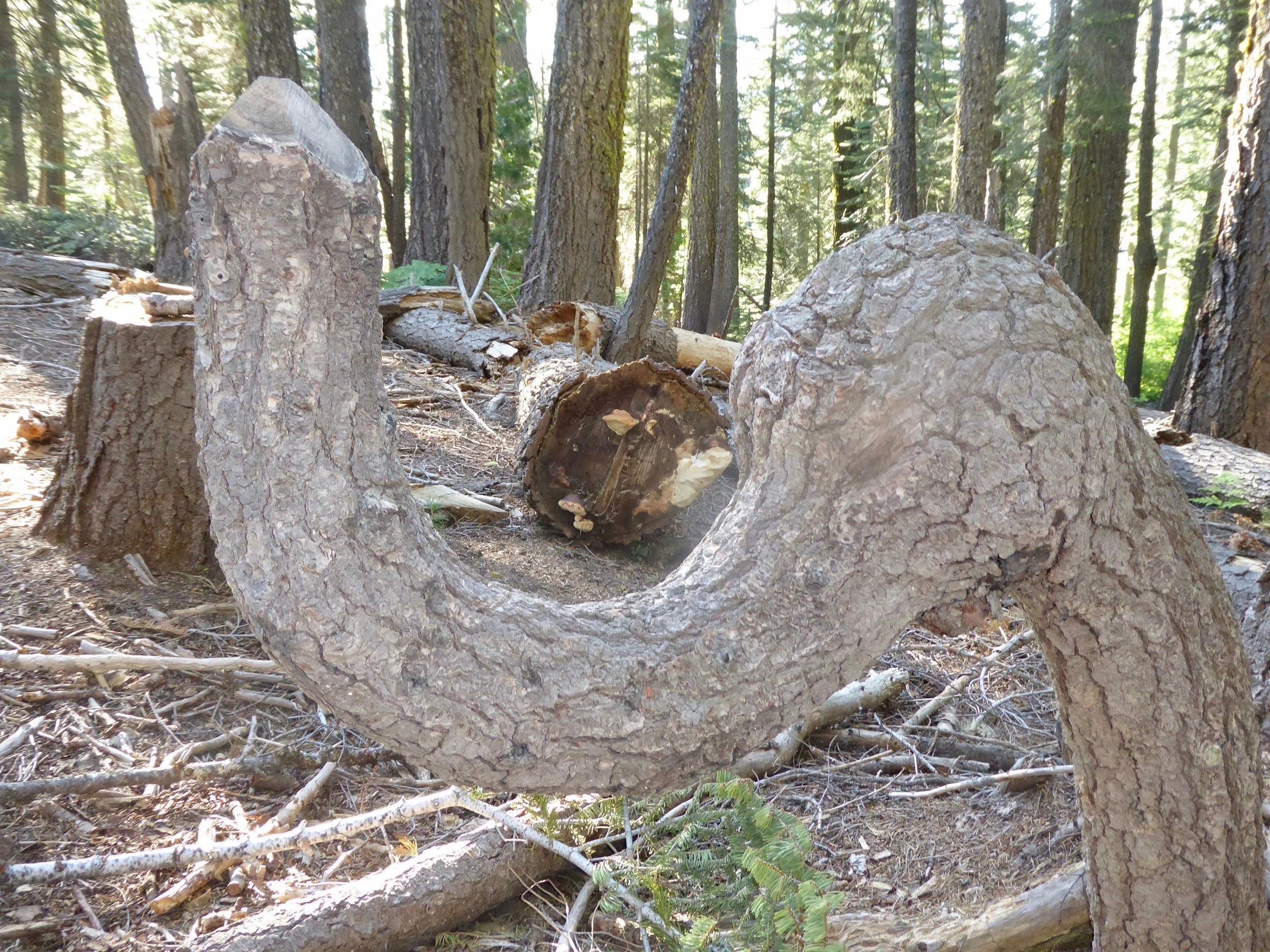 An elephant tree