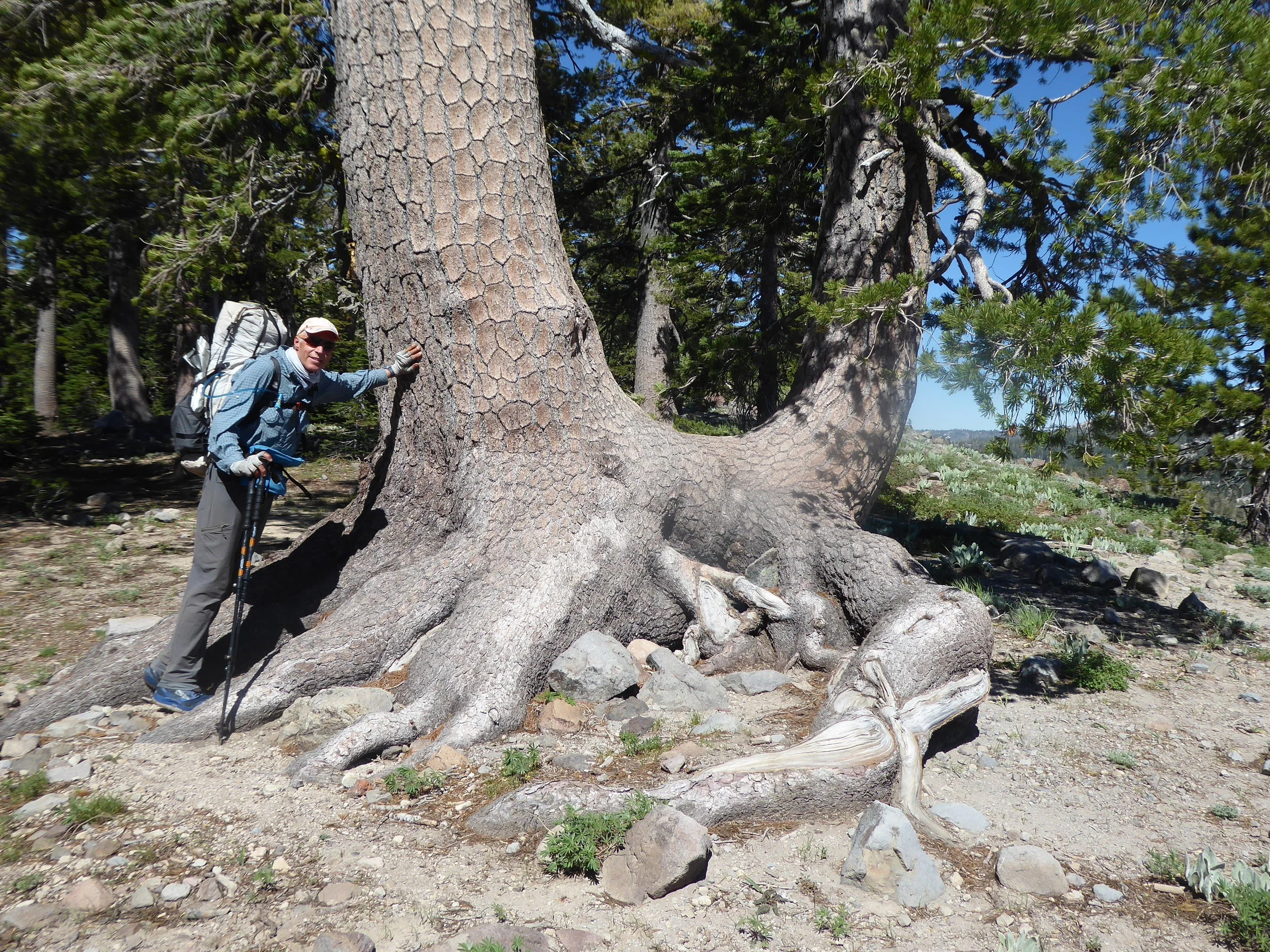 Trees and flowers are always enjoyable! We often reach out to touch the bark of the ancient trees, wondering what stories they would share with us.