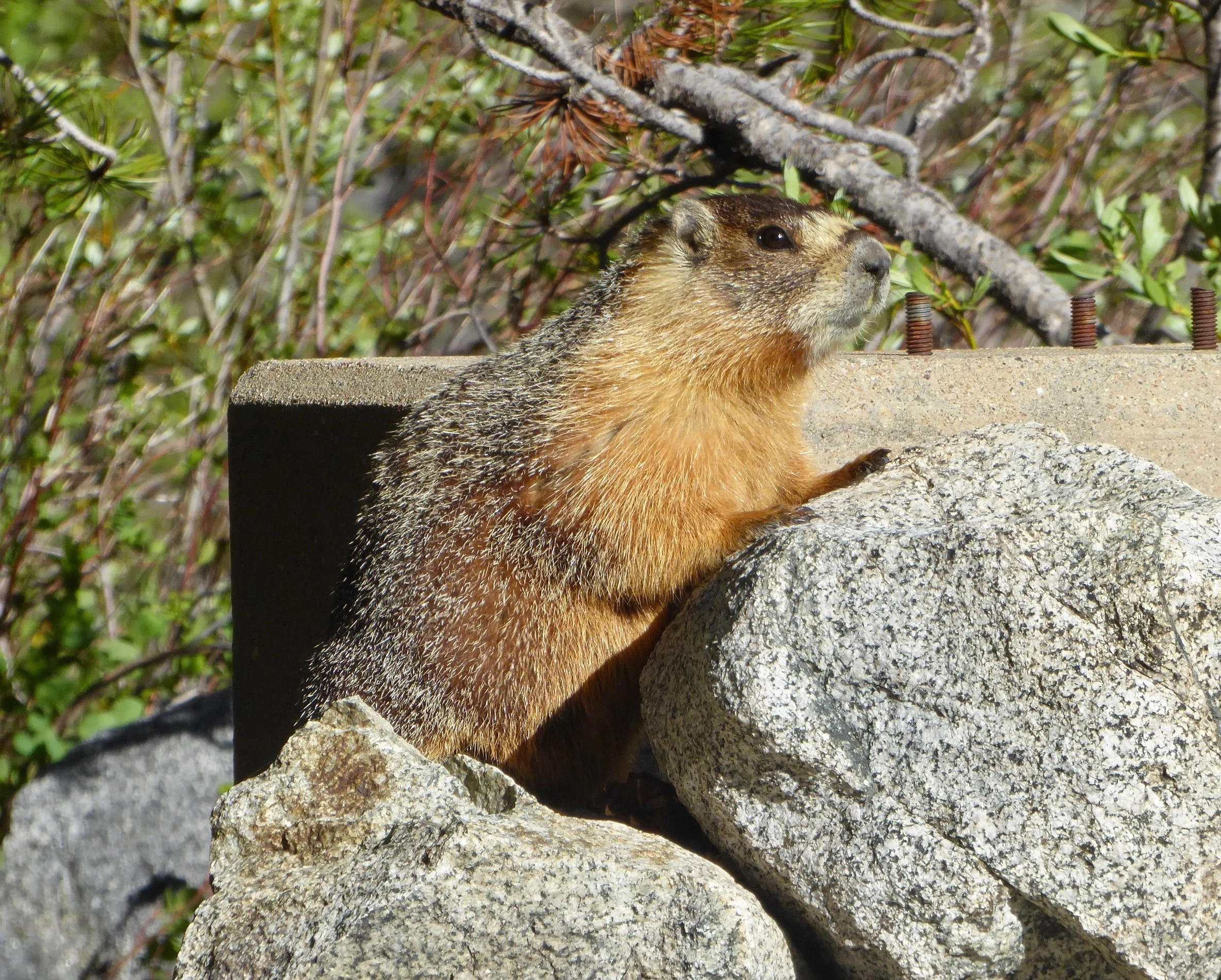 The marmot seemed friendly enough and we were able to pass with no confrontation.