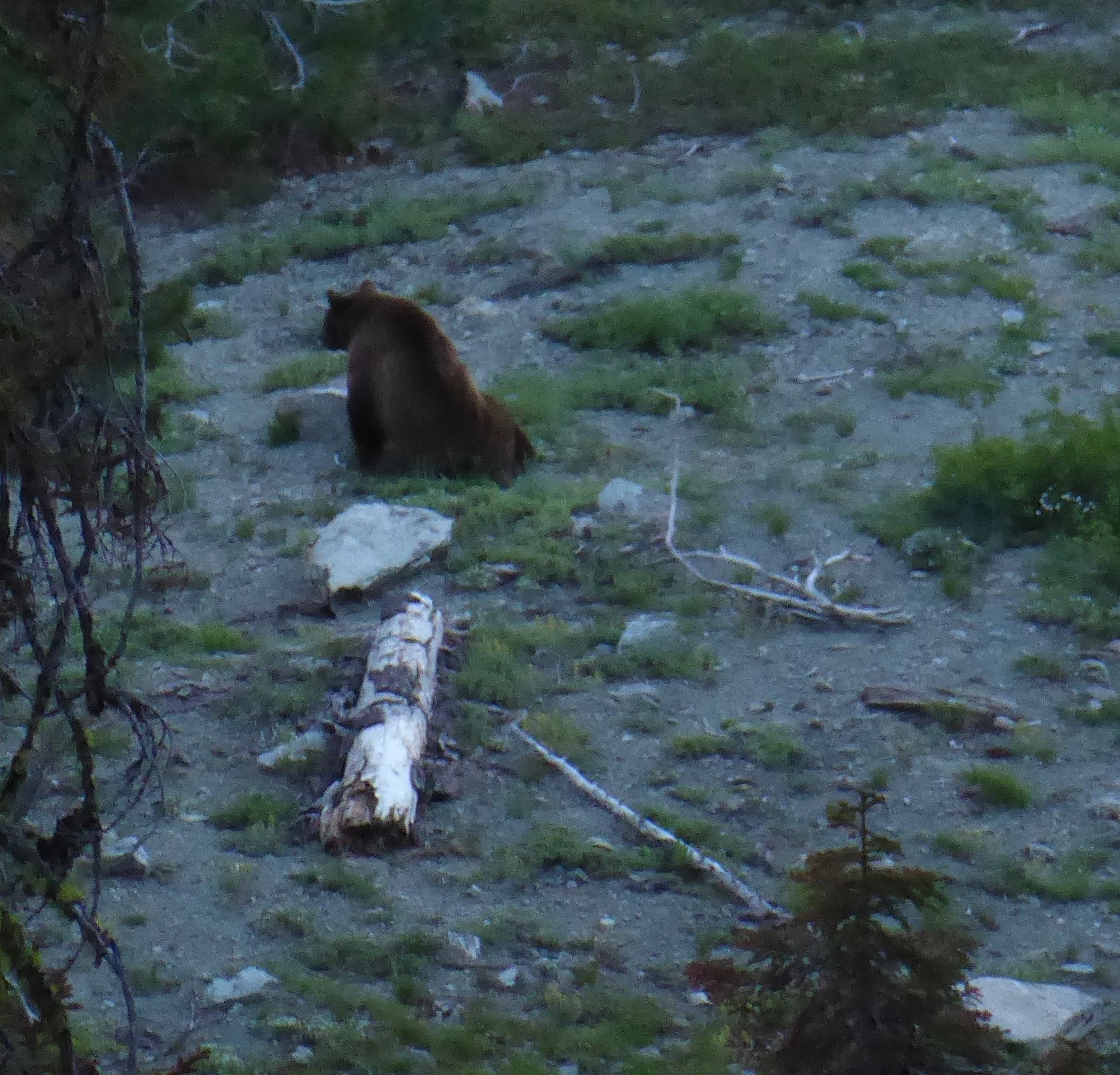 it is a large black bear that fortunately has no interest in us.