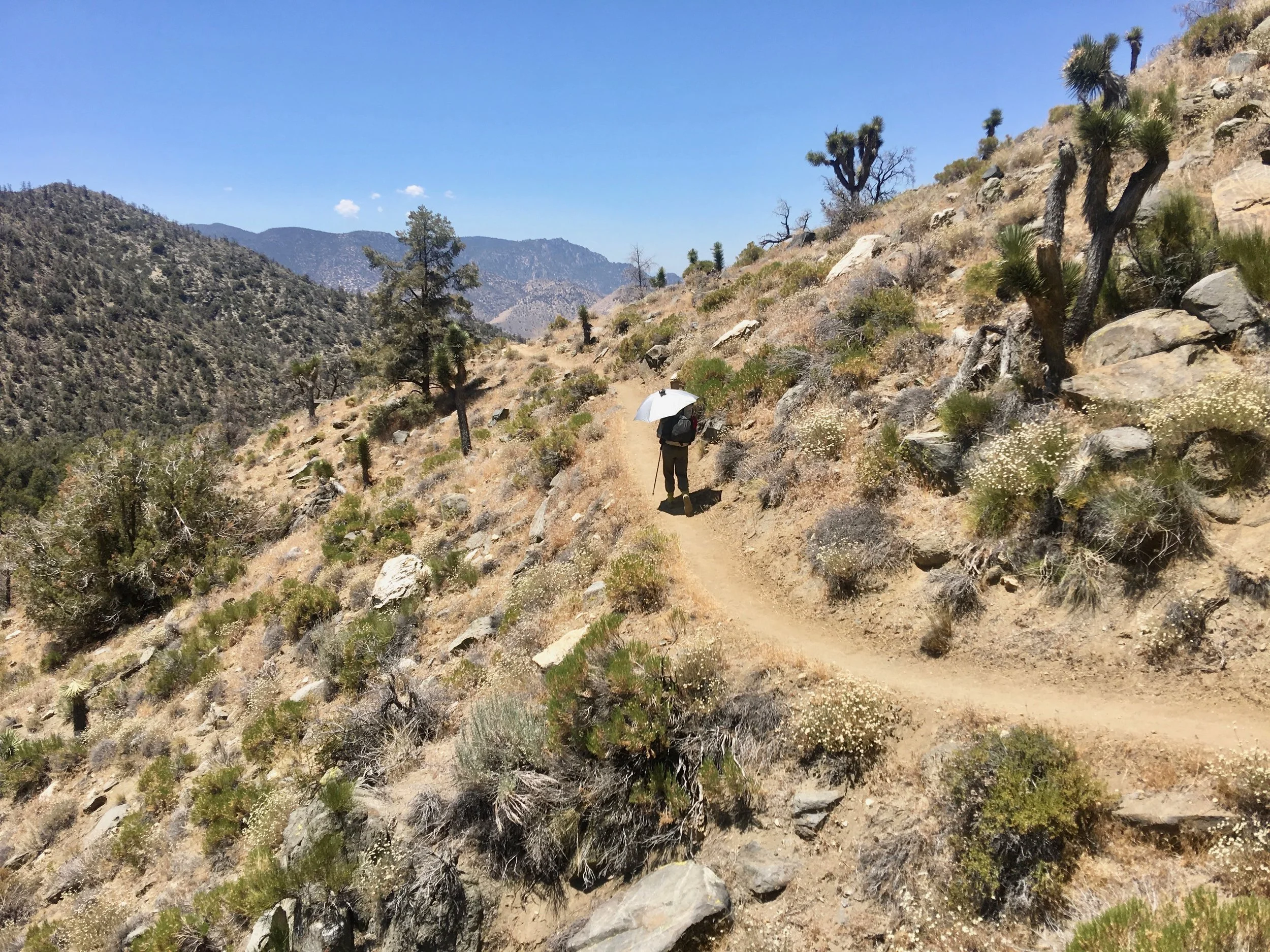 In the distance we can see the foothills of the Sierras.