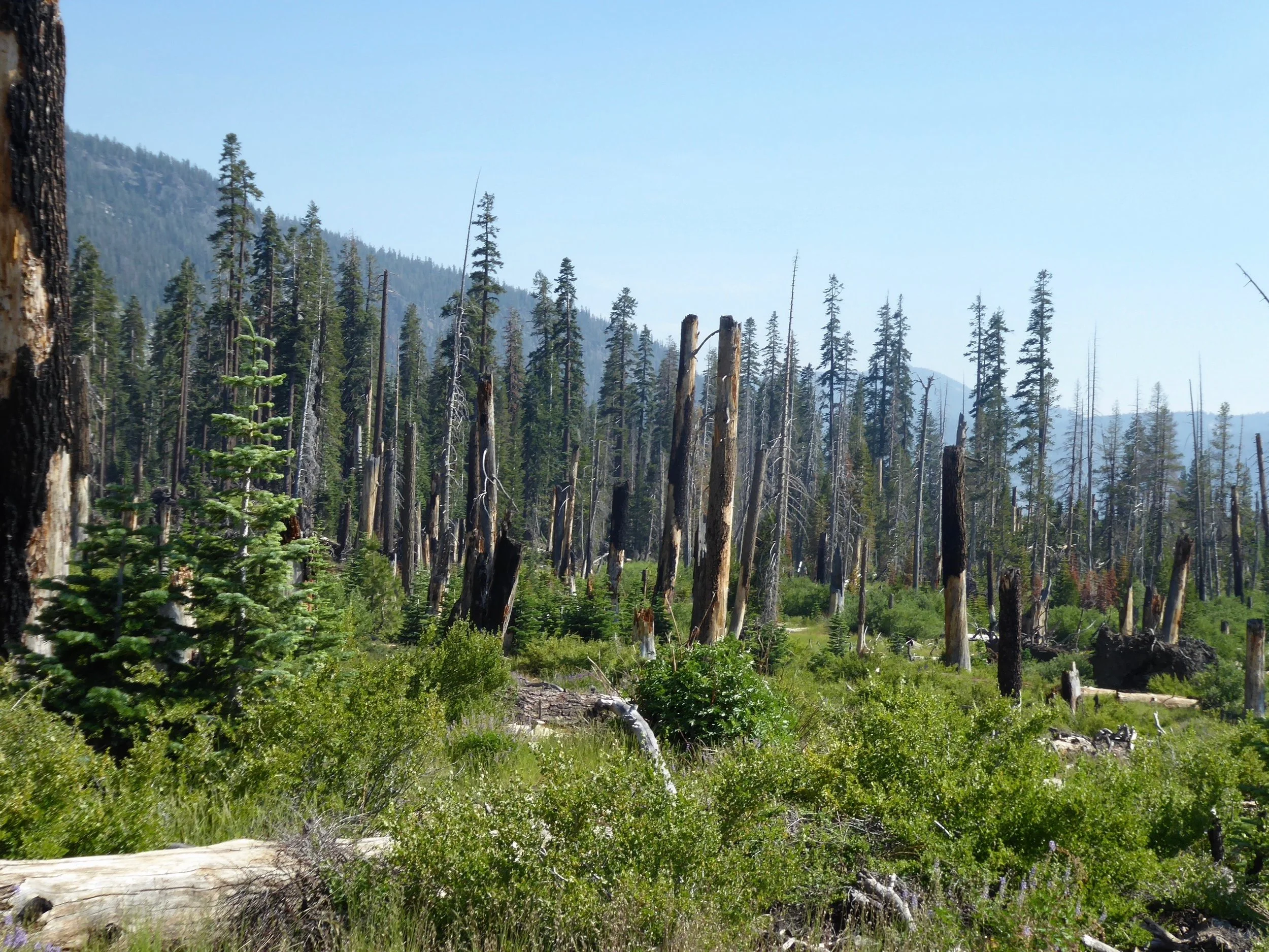 Even though the fire occurred in the 90’s the burned trees were still standing.