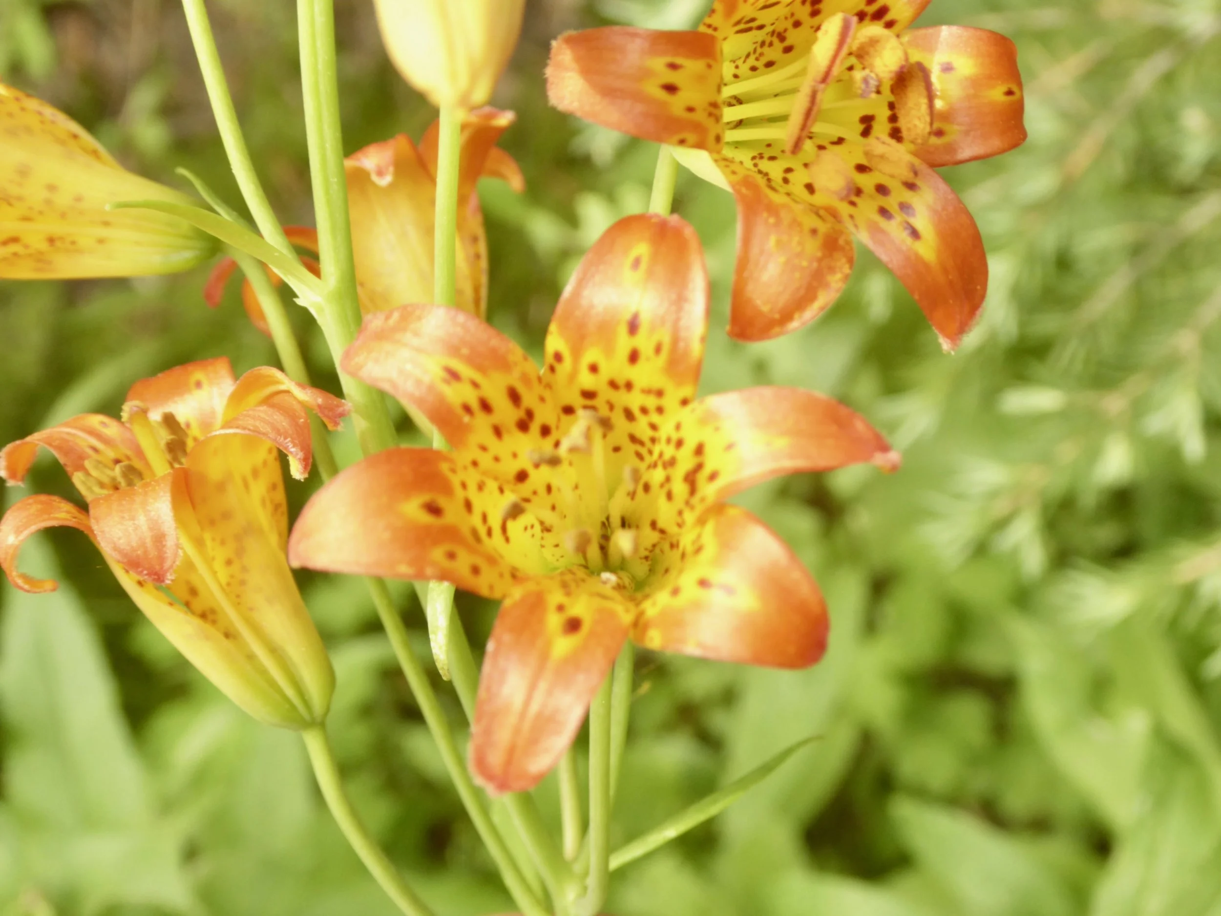 This hike has truly been a wild flower tour!