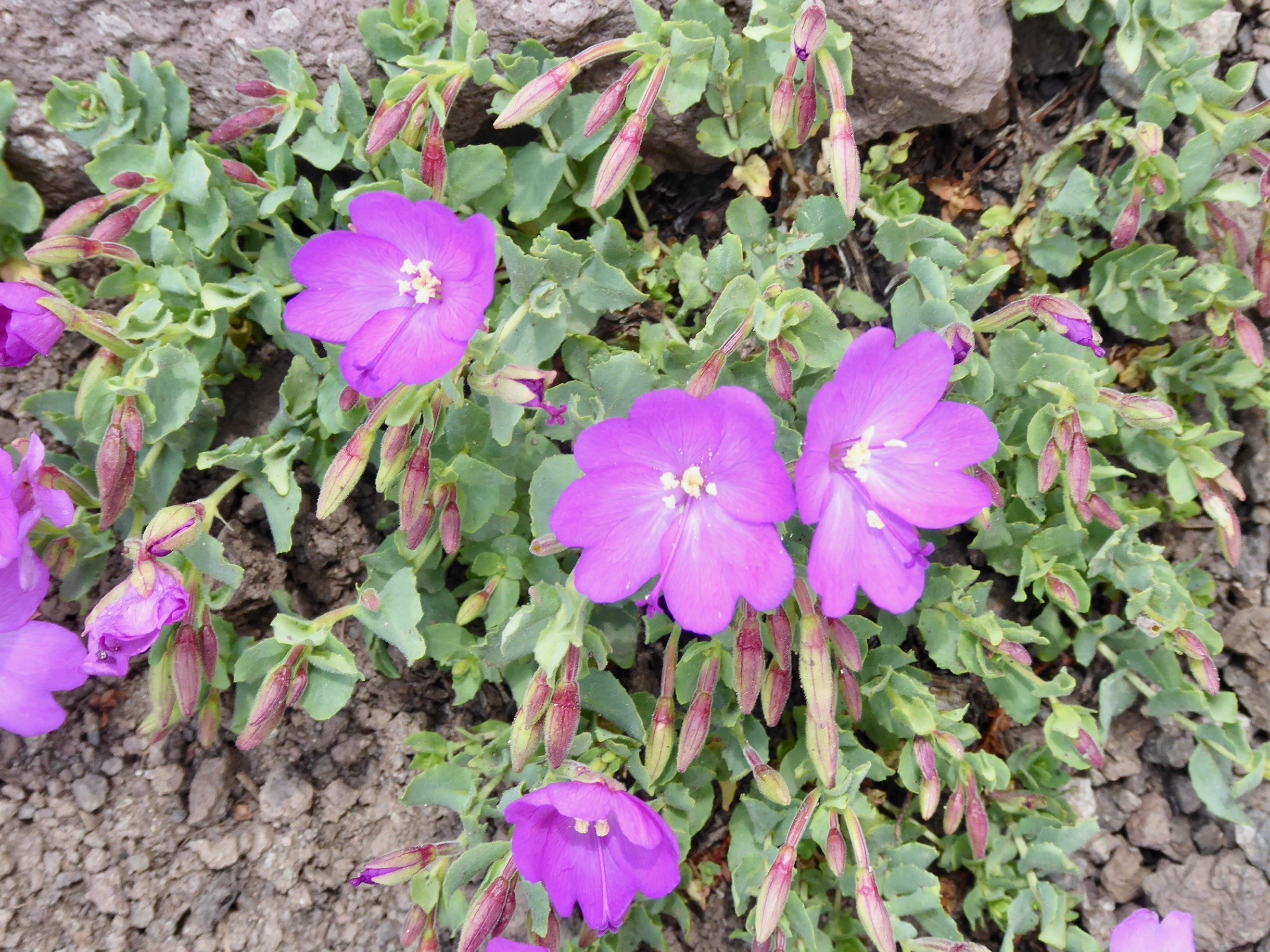 P1020267.jpg