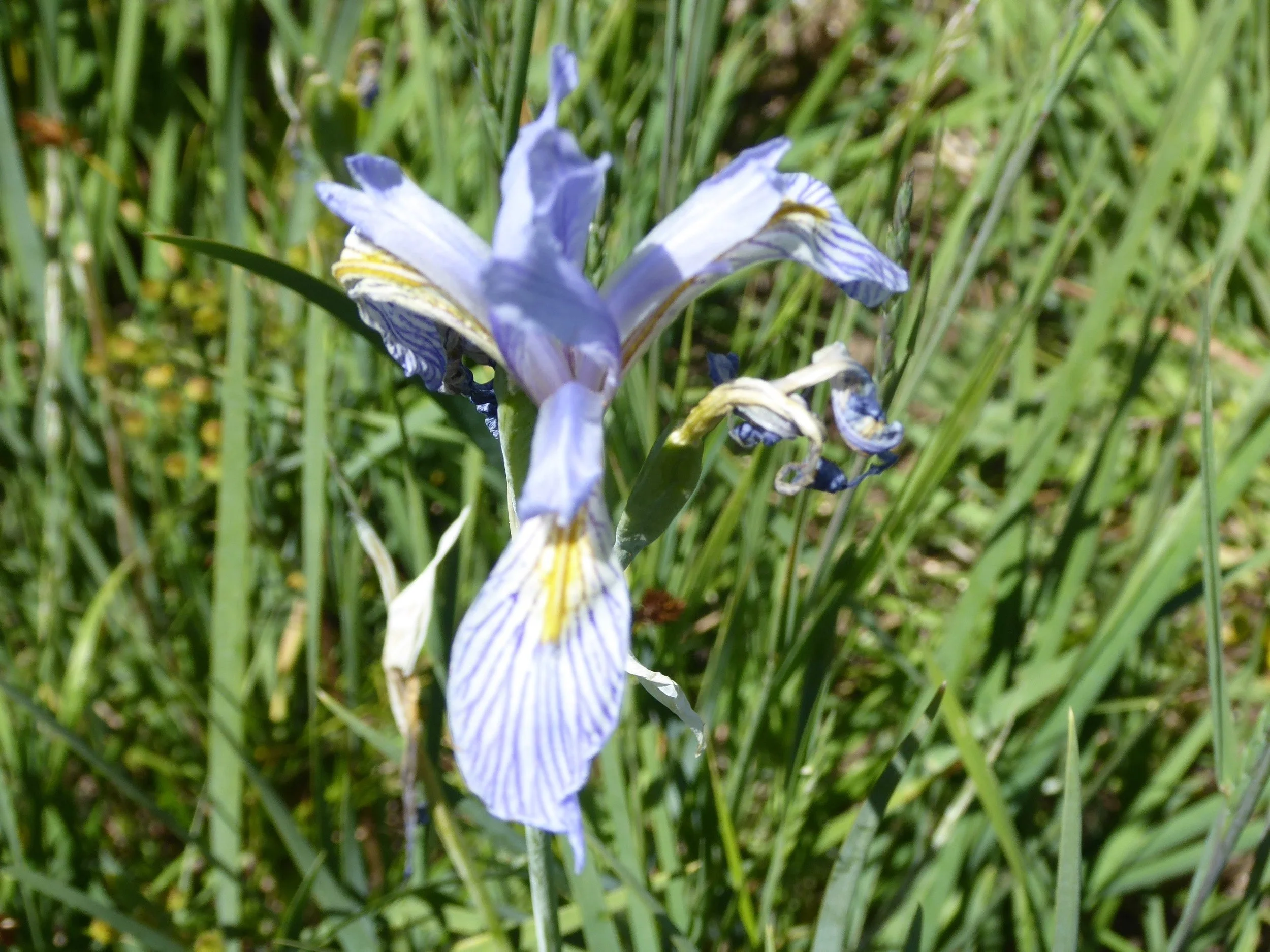 P1020338.jpg