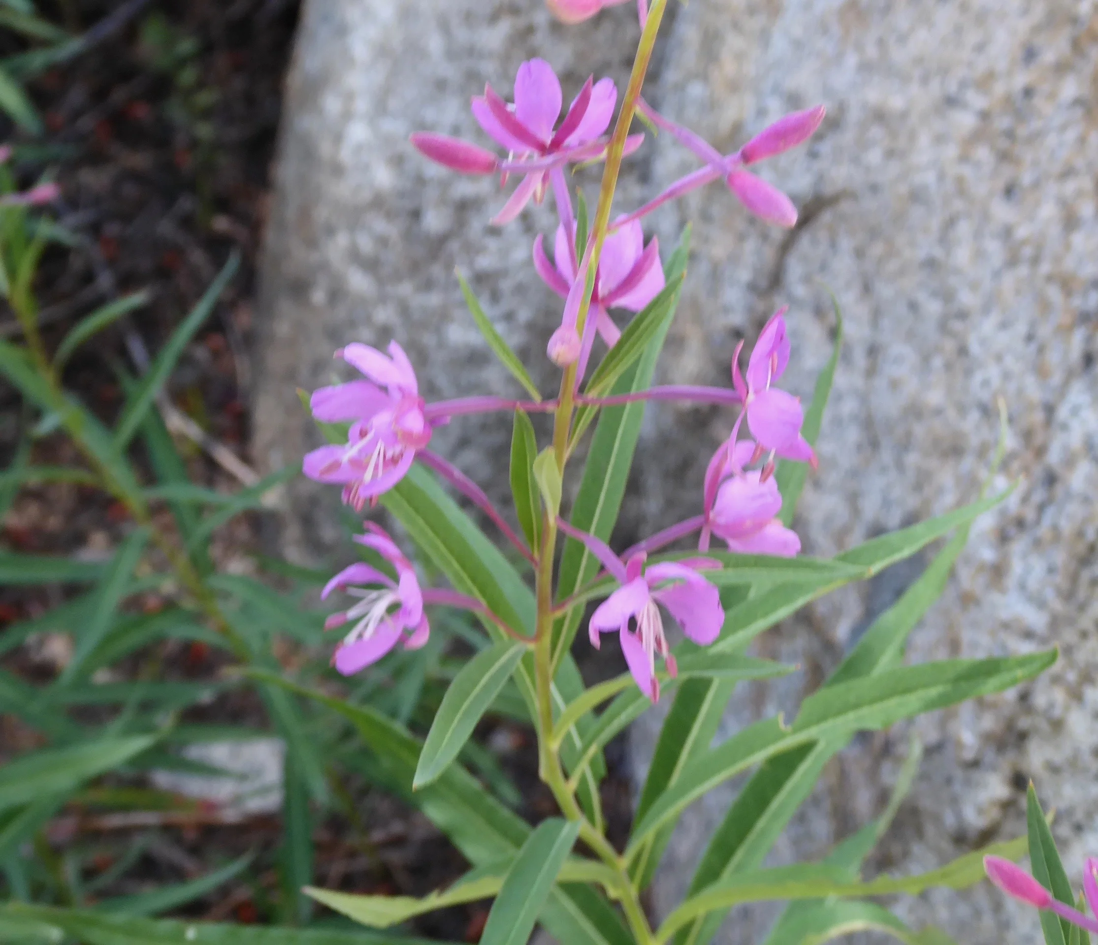 P1020343.jpg
