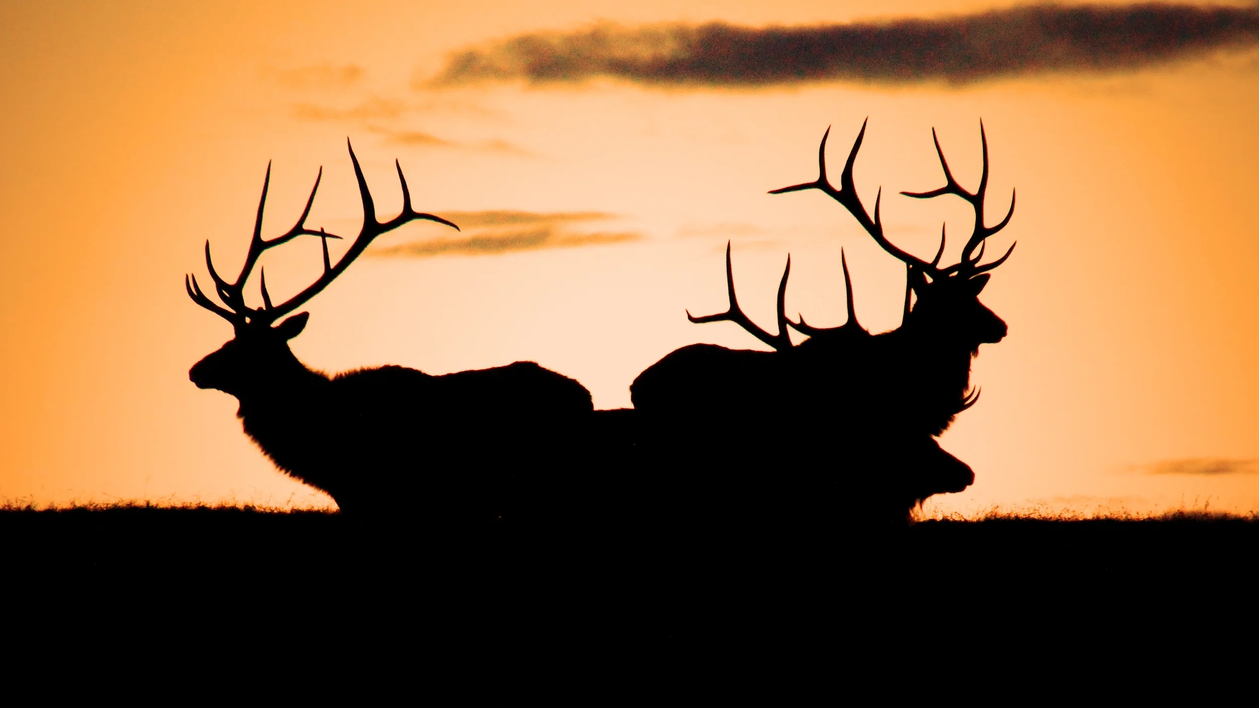 Bull Elk at sunrise RMNP 
