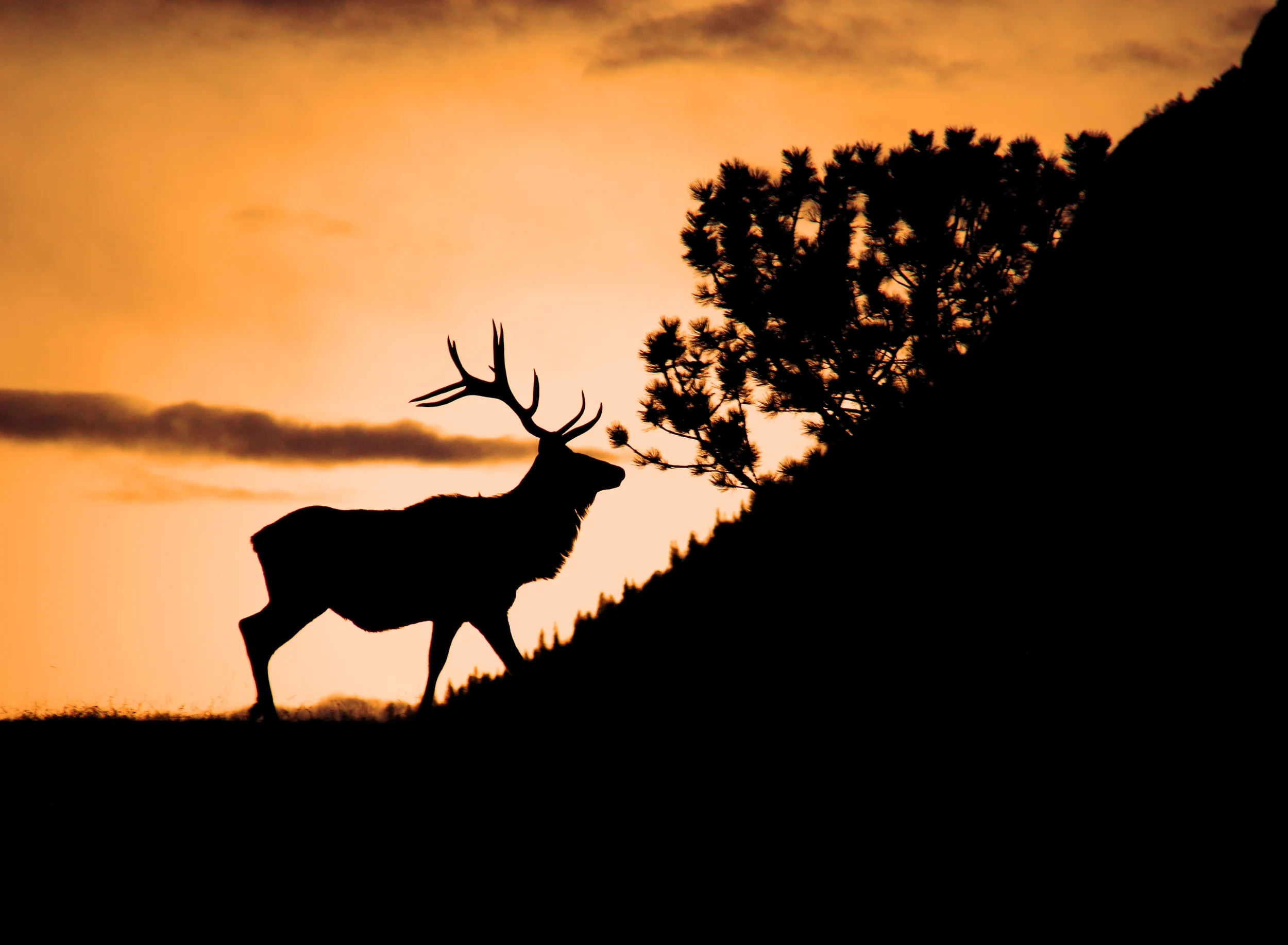 Bull Elk at sunrise
