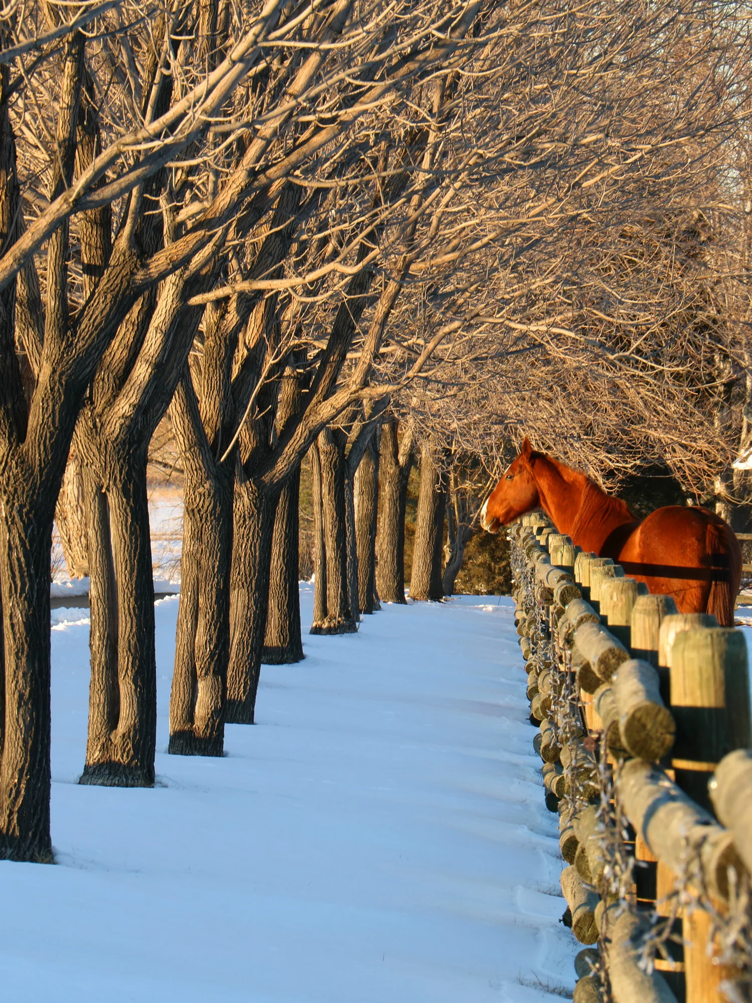 Horse looking out as the sun is setting