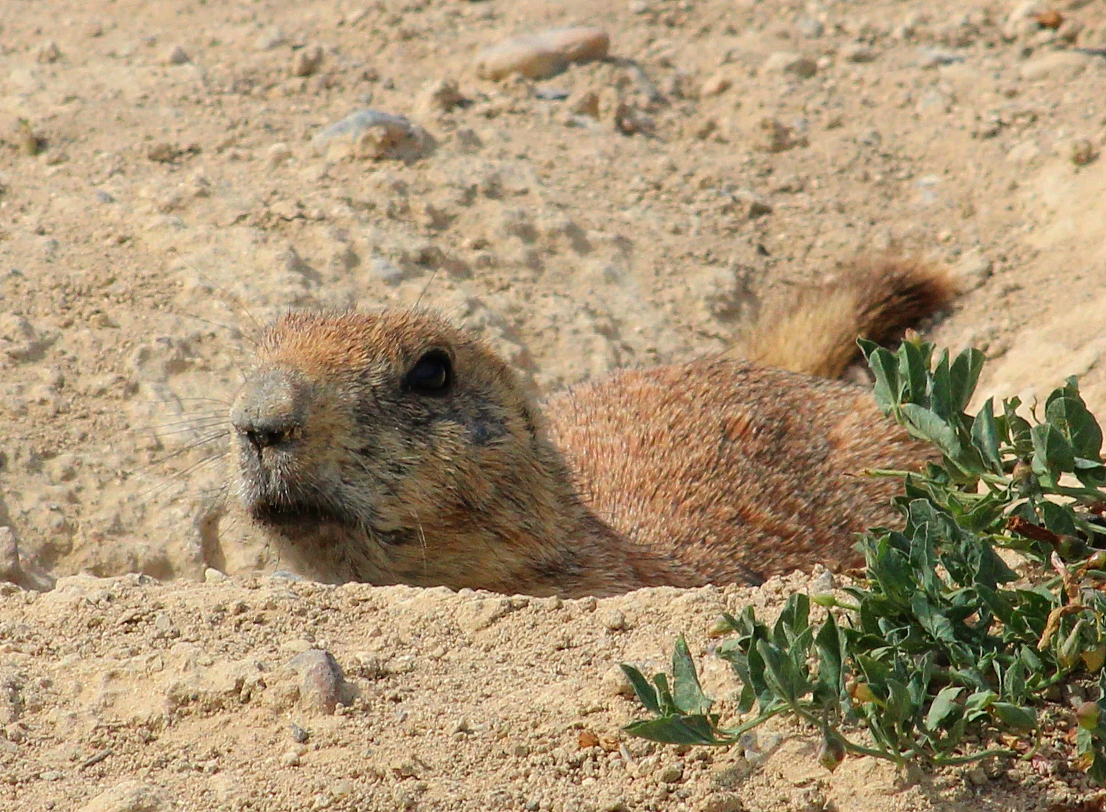 Colorado Prairie Dog