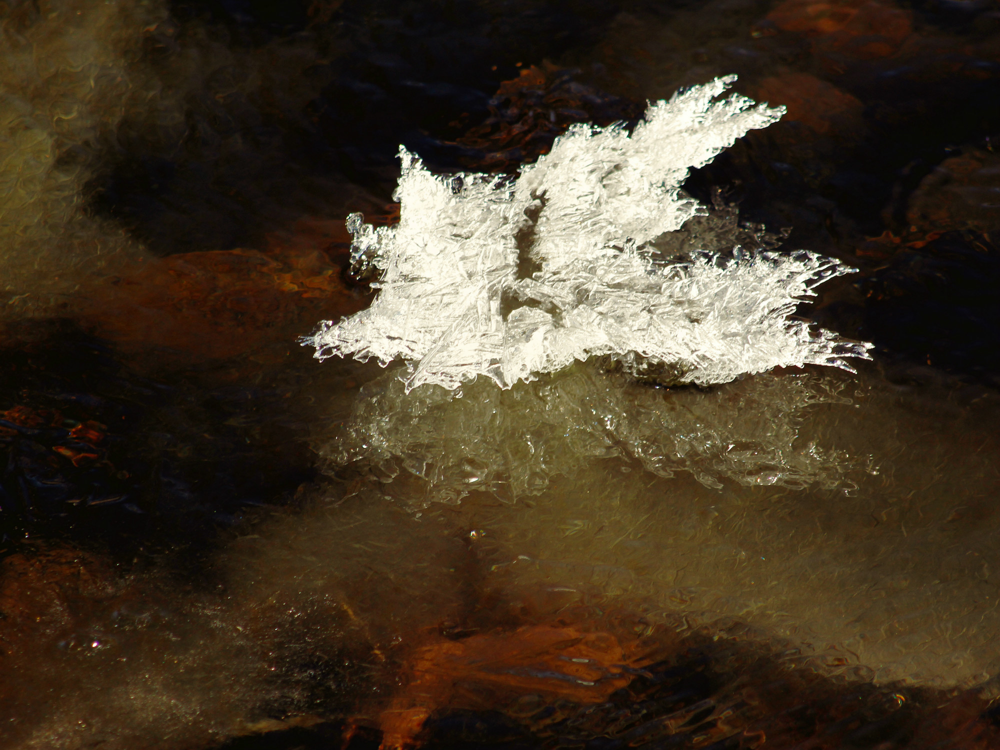 Ice Crystals on Fall River in RMNP