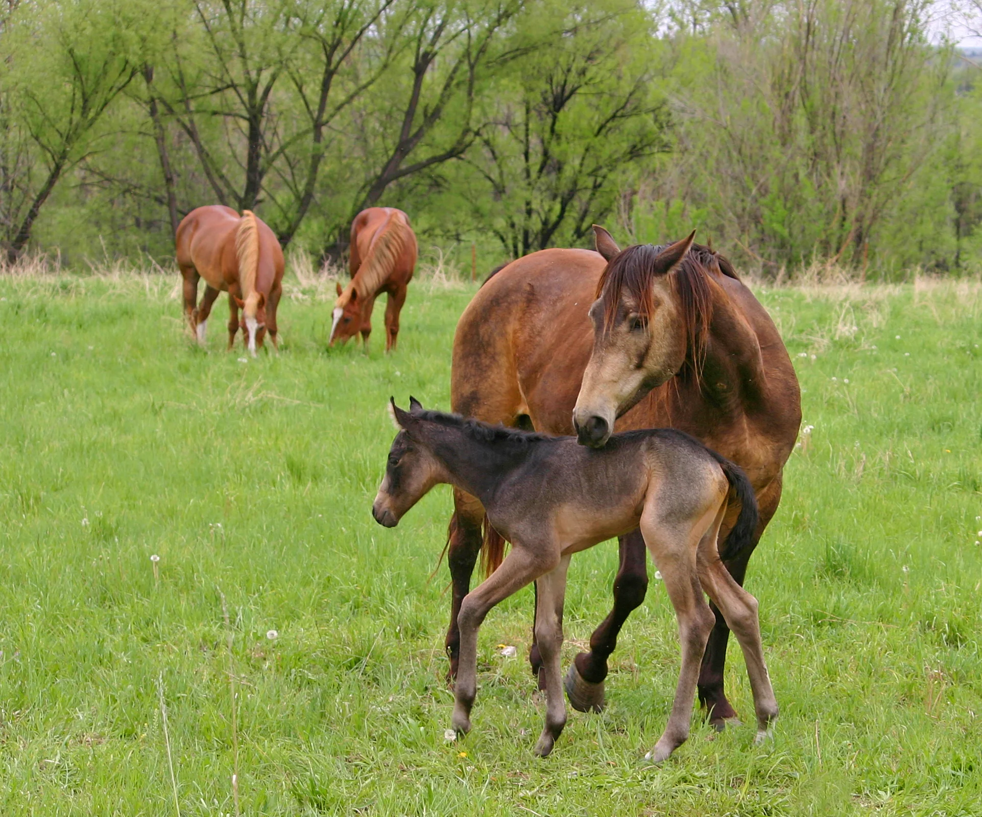 horse 2.jpg