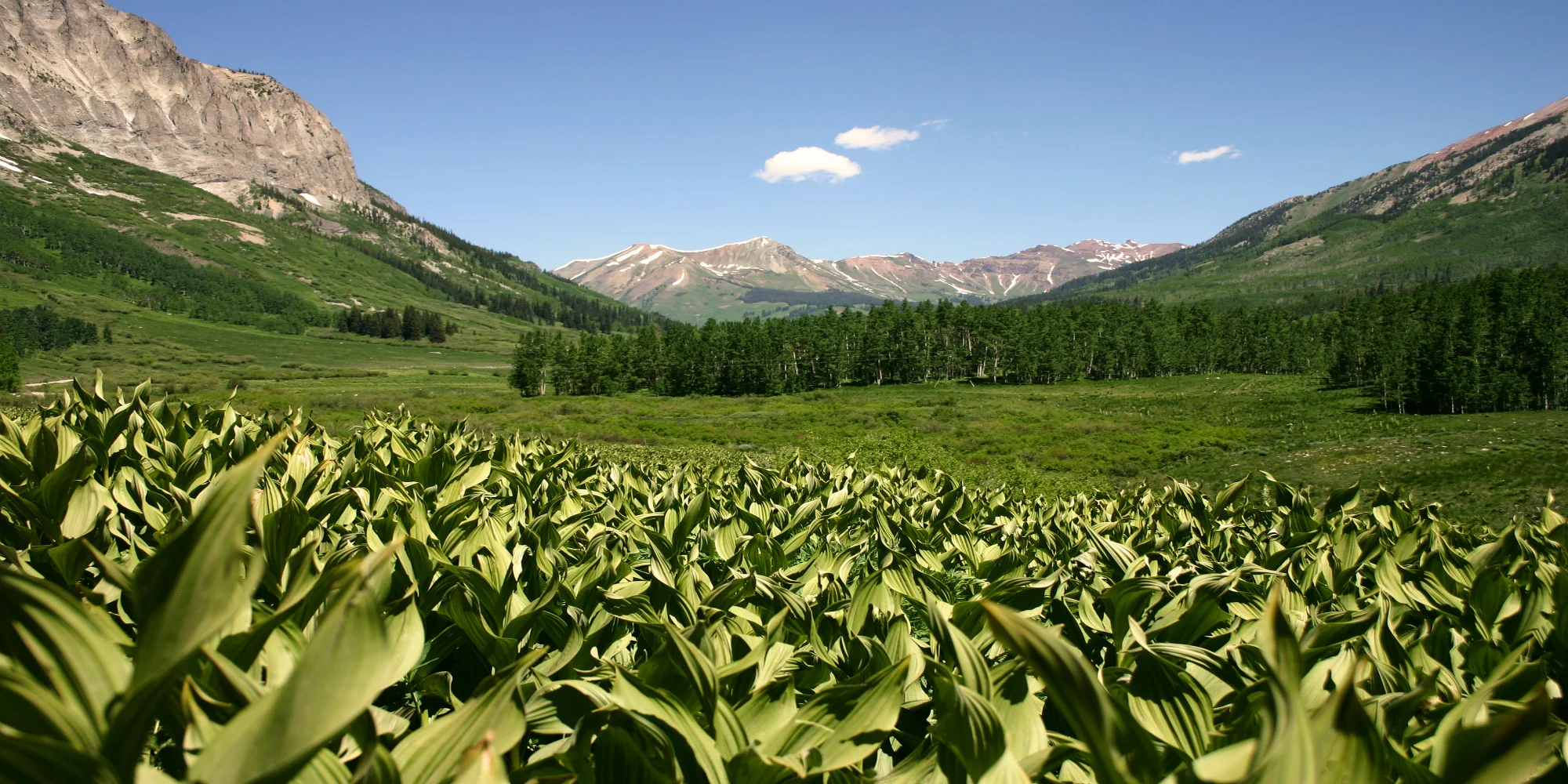 Corn Flowers Crested Butte Colorado