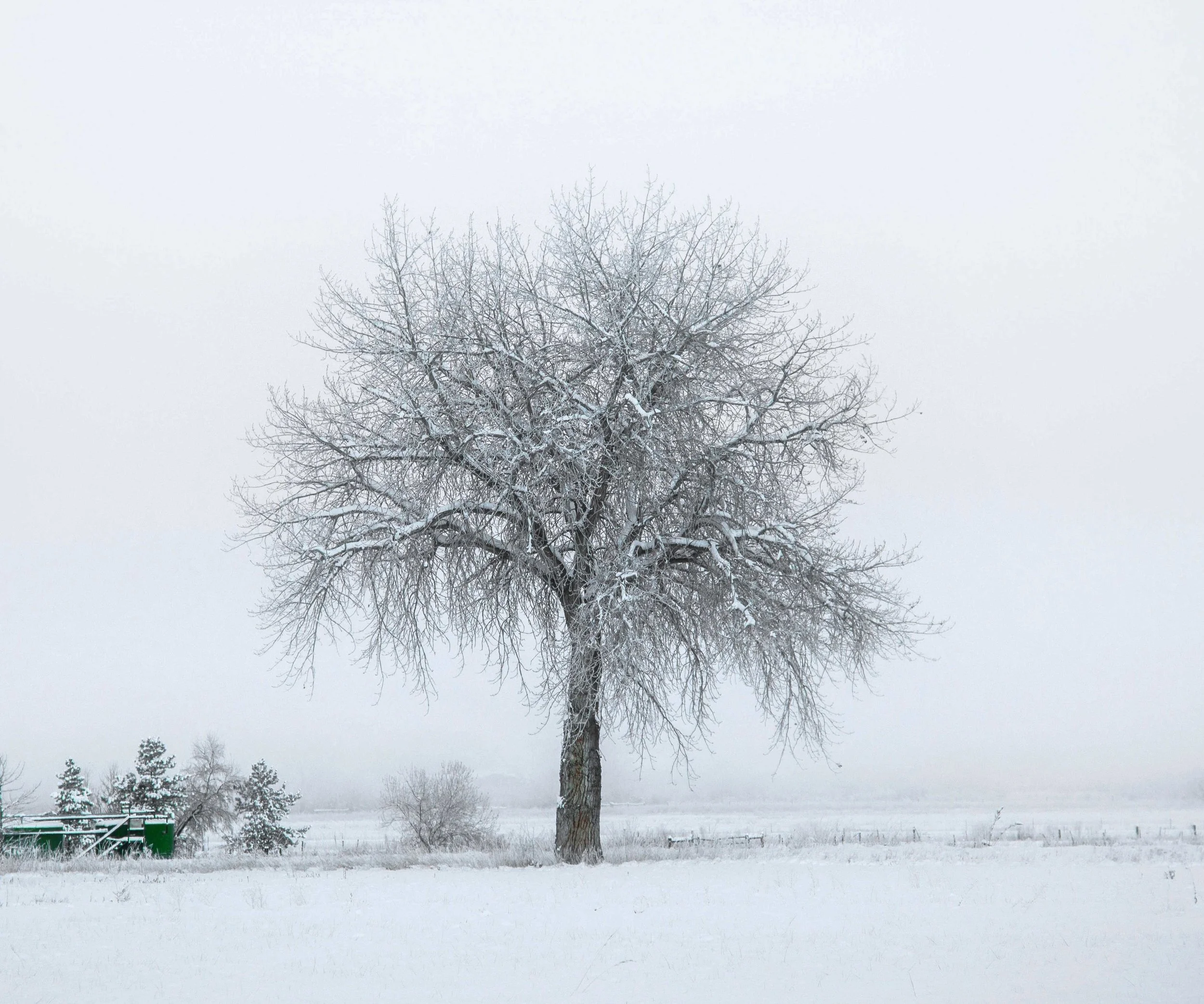 Lone Tree in Fog