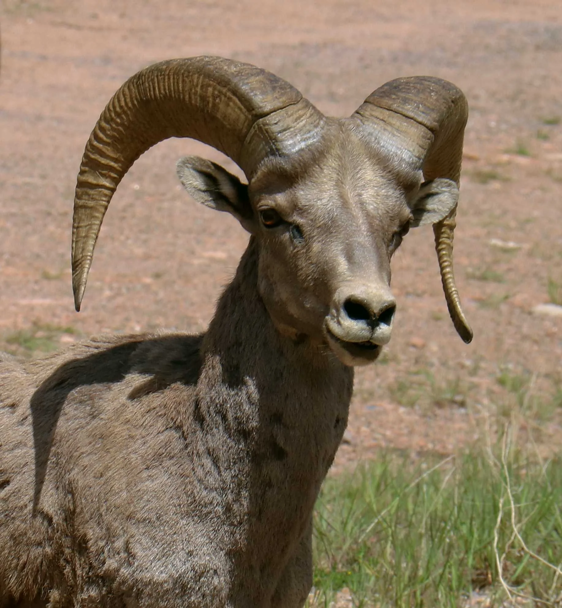 Big Horned Sheep CO