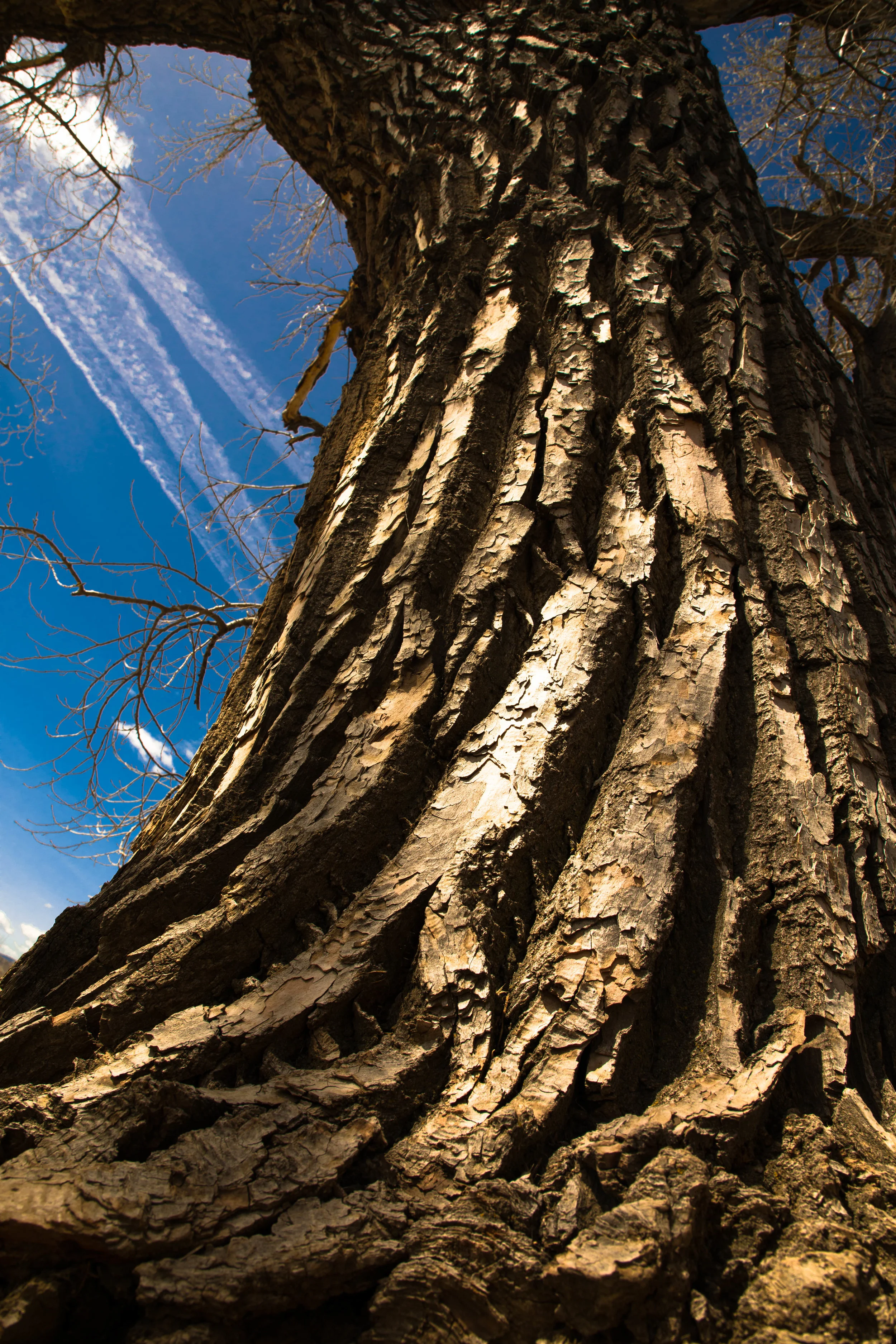 An Old Cottonwood Tree