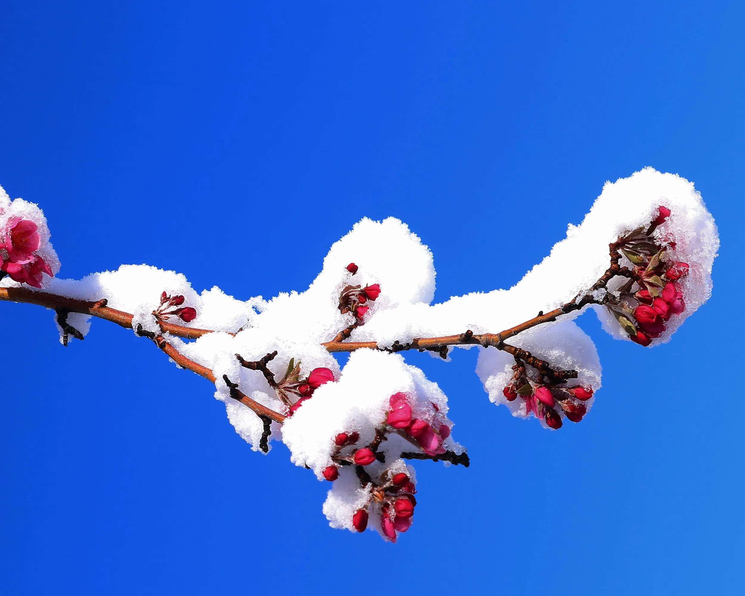 4-5-2017 snow blossom 3.jpg