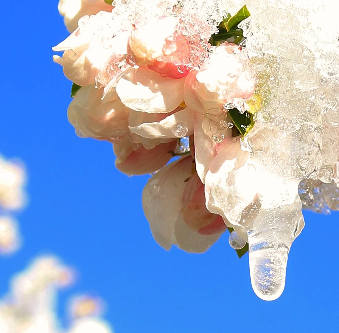 4-5-2017 snow blossom 4.jpg