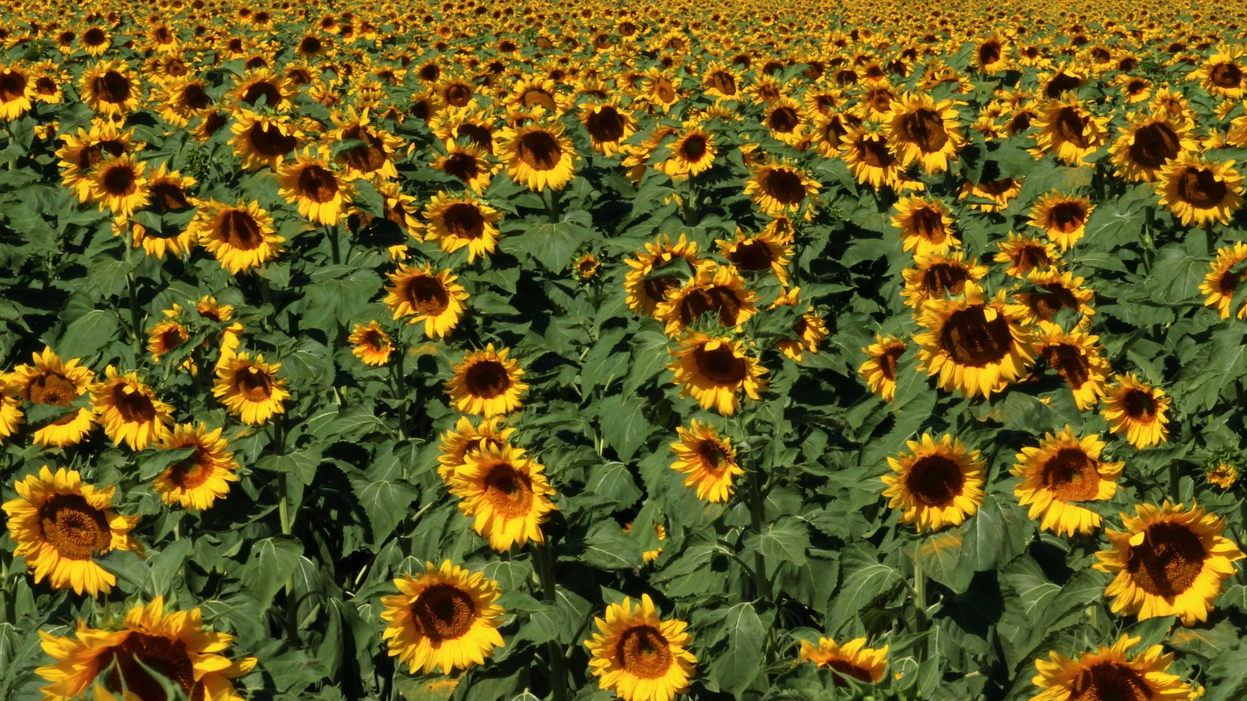 Far as the eye can see.jpg